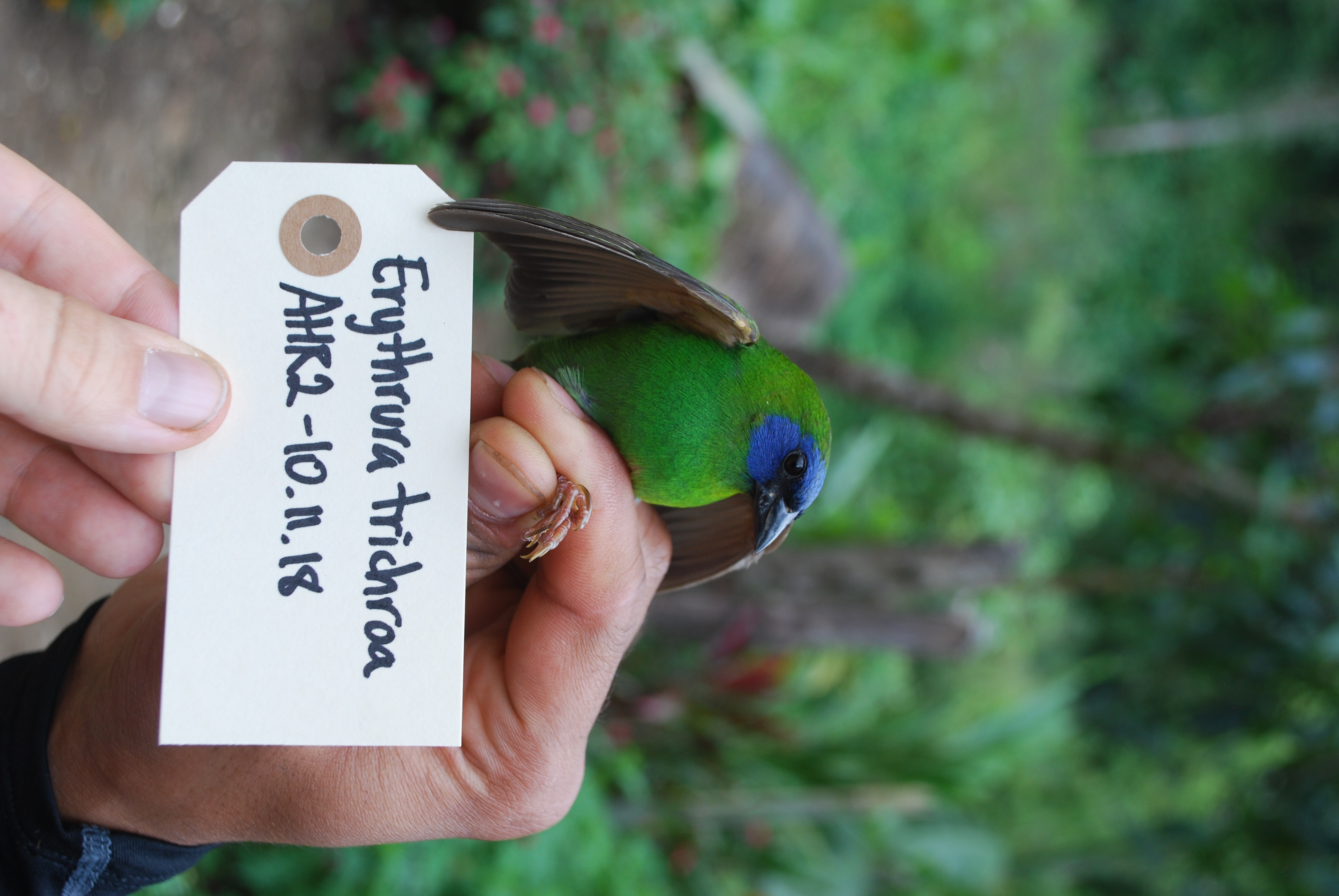Blue-faced Parrotfinch (Erythrura trichroa), photo 5