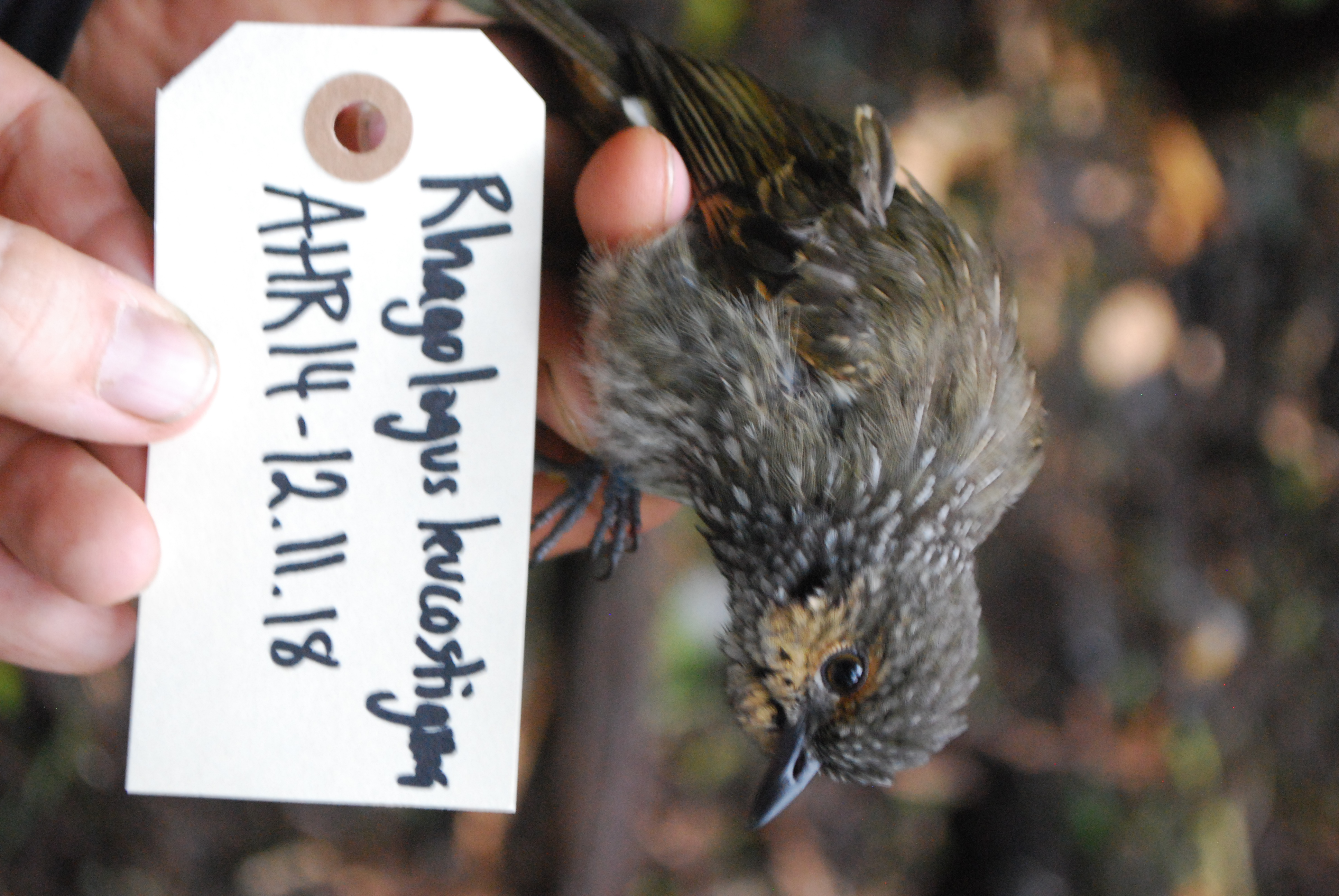 Mottled Berryhunter (Rhagologus leucostigma), photo 4