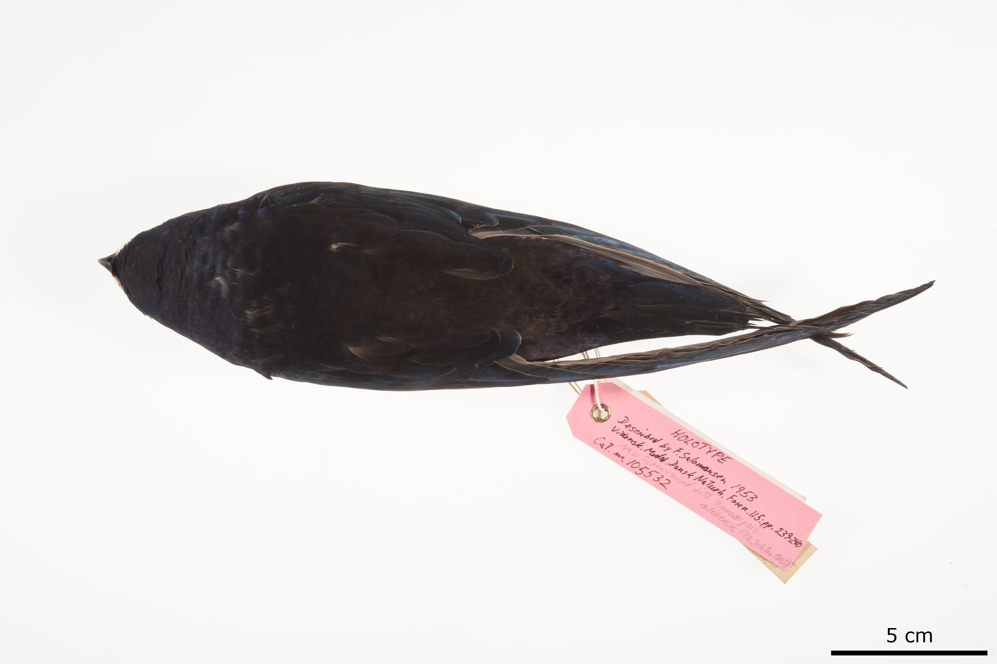 Purple Needletail (Hirundapus celebensis), photo 7