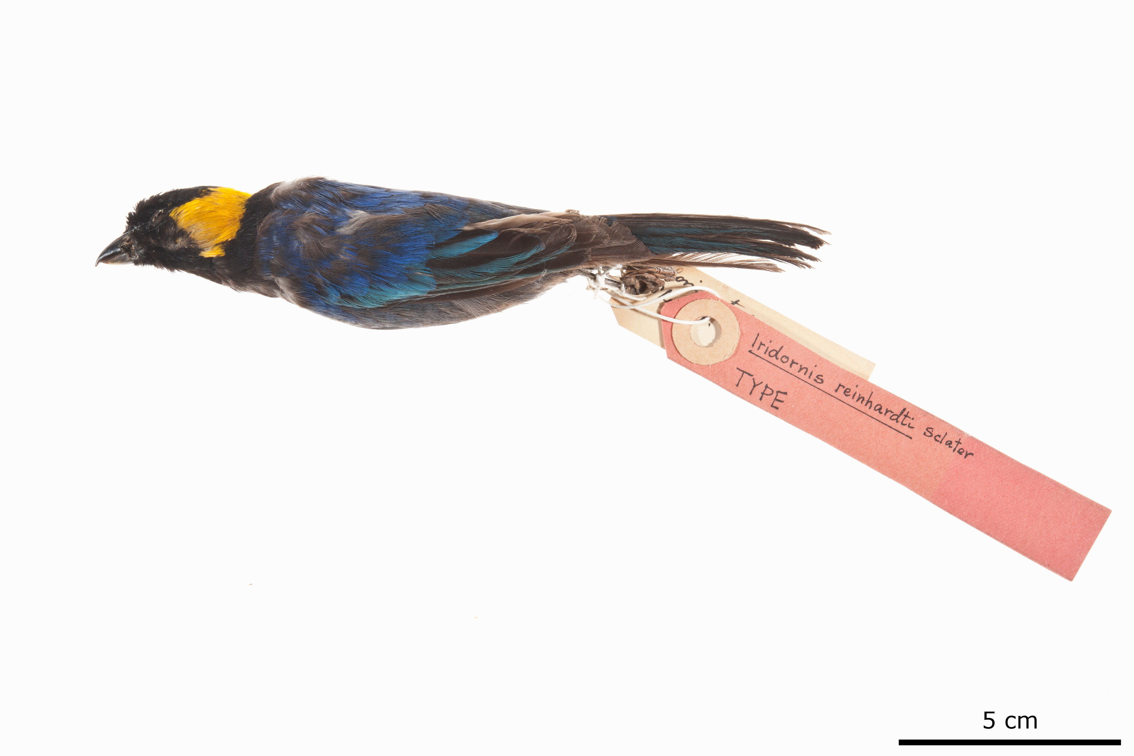 Yellow-scarfed Tanager (Iridosornis reinhardti), photo 4