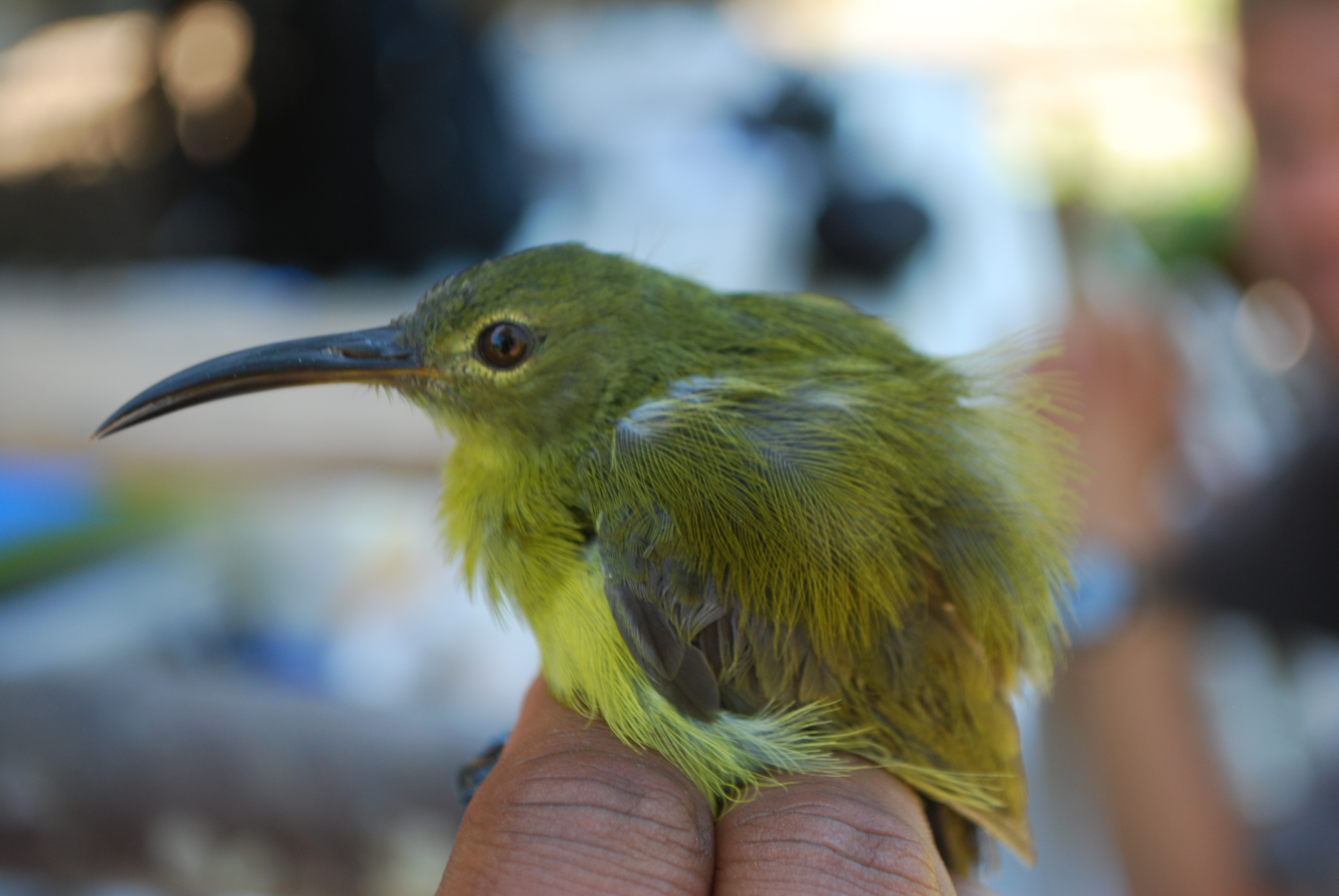Yellow-bellied Longbill (Toxorhamphus novaeguineae), photo 9