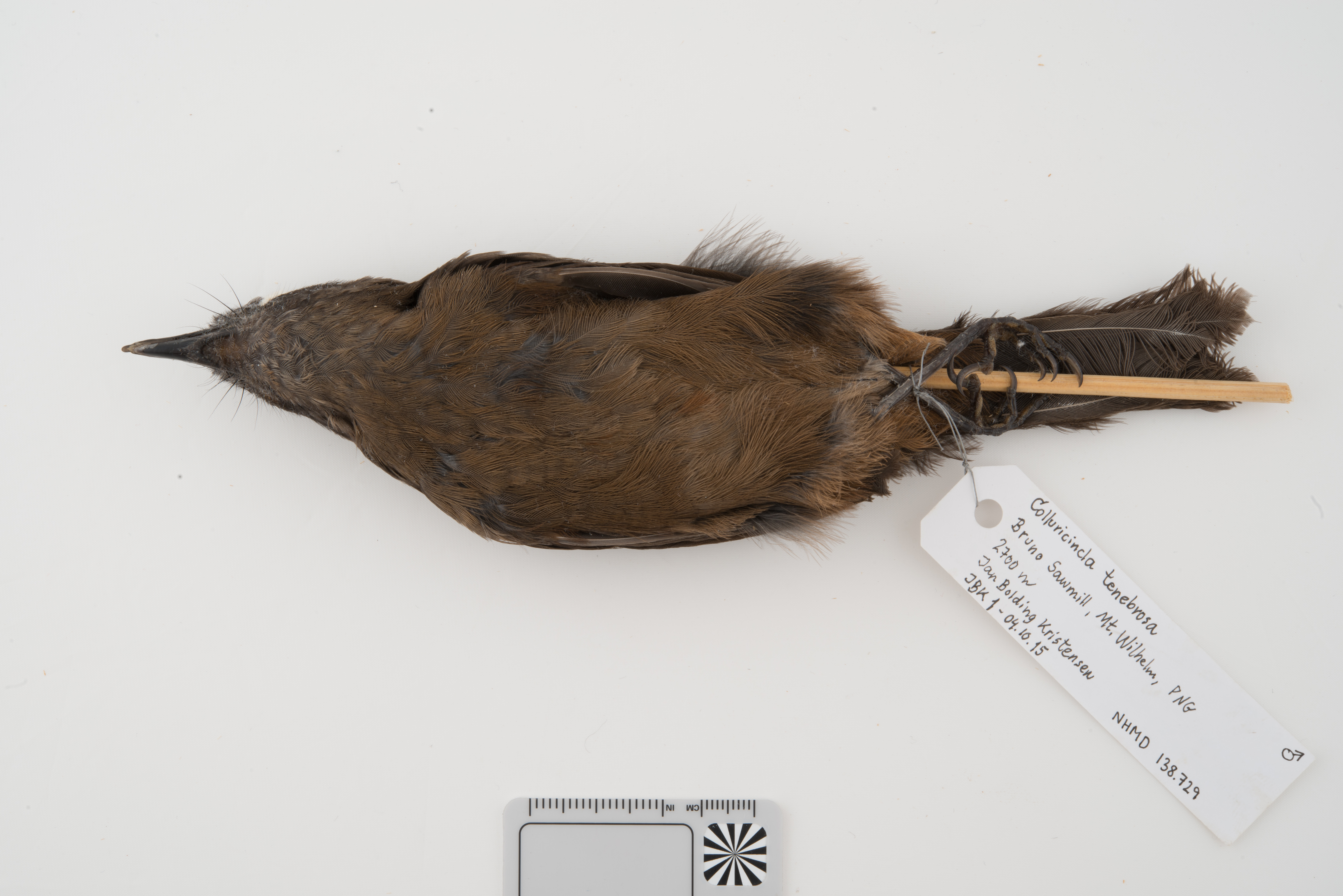 Sooty Shrikethrush (Colluricincla tenebrosa), photo 7
