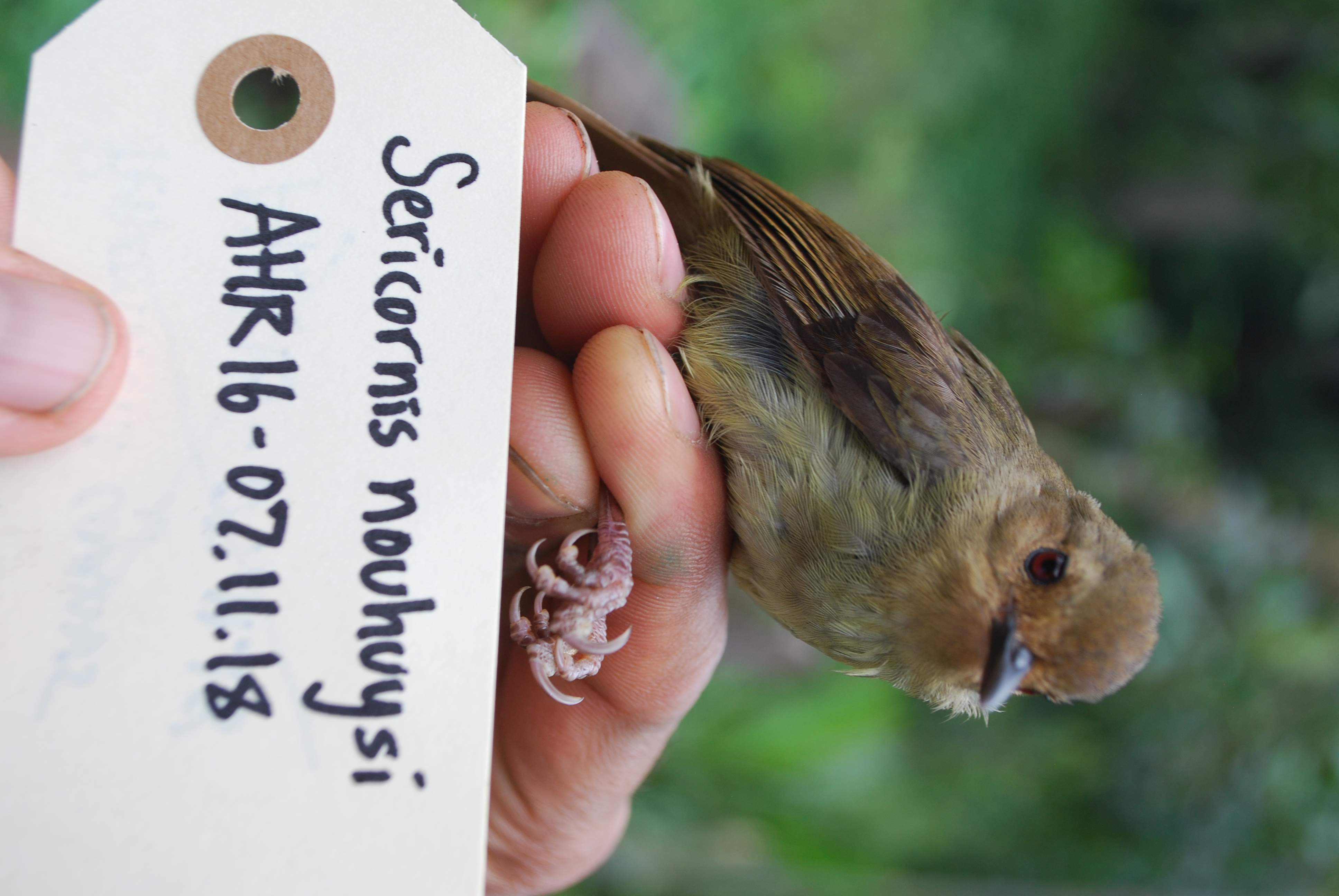 Large Scrubwren (Sericornis nouhuysi), photo 10