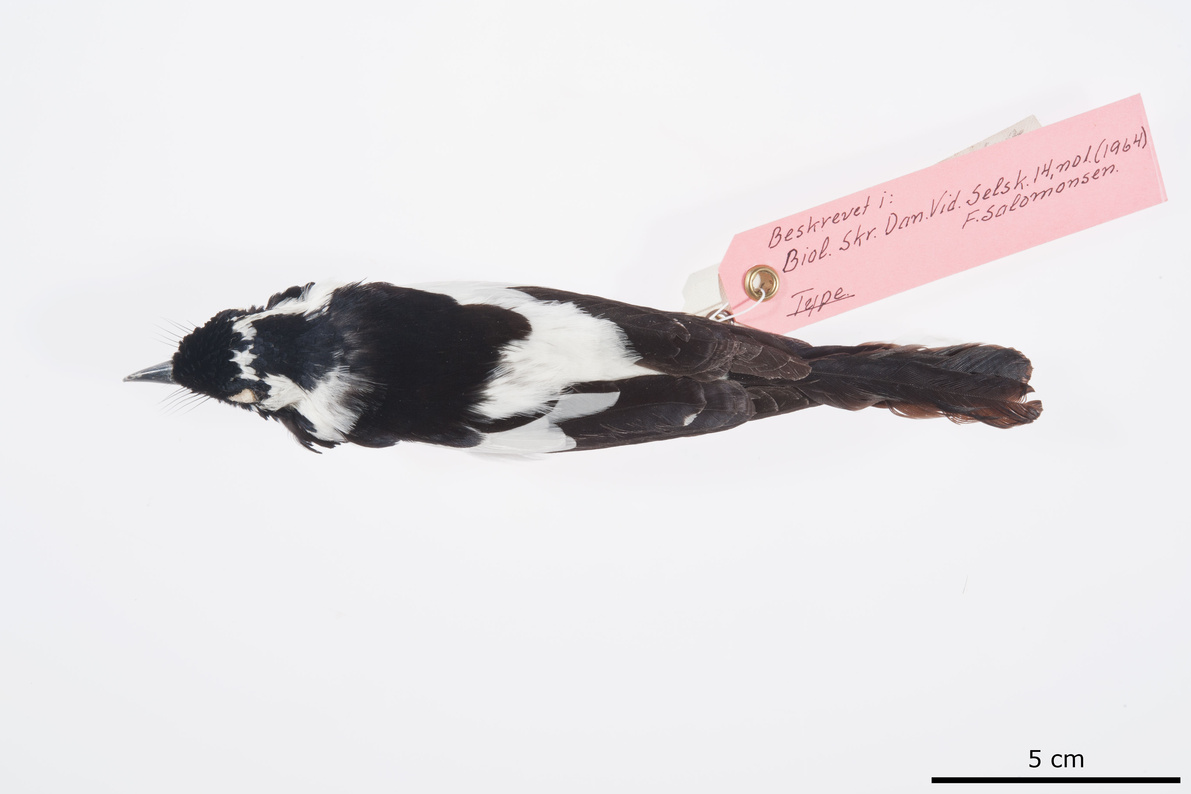 Bismarck Monarch (Symposiachrus verticalis), photo 5