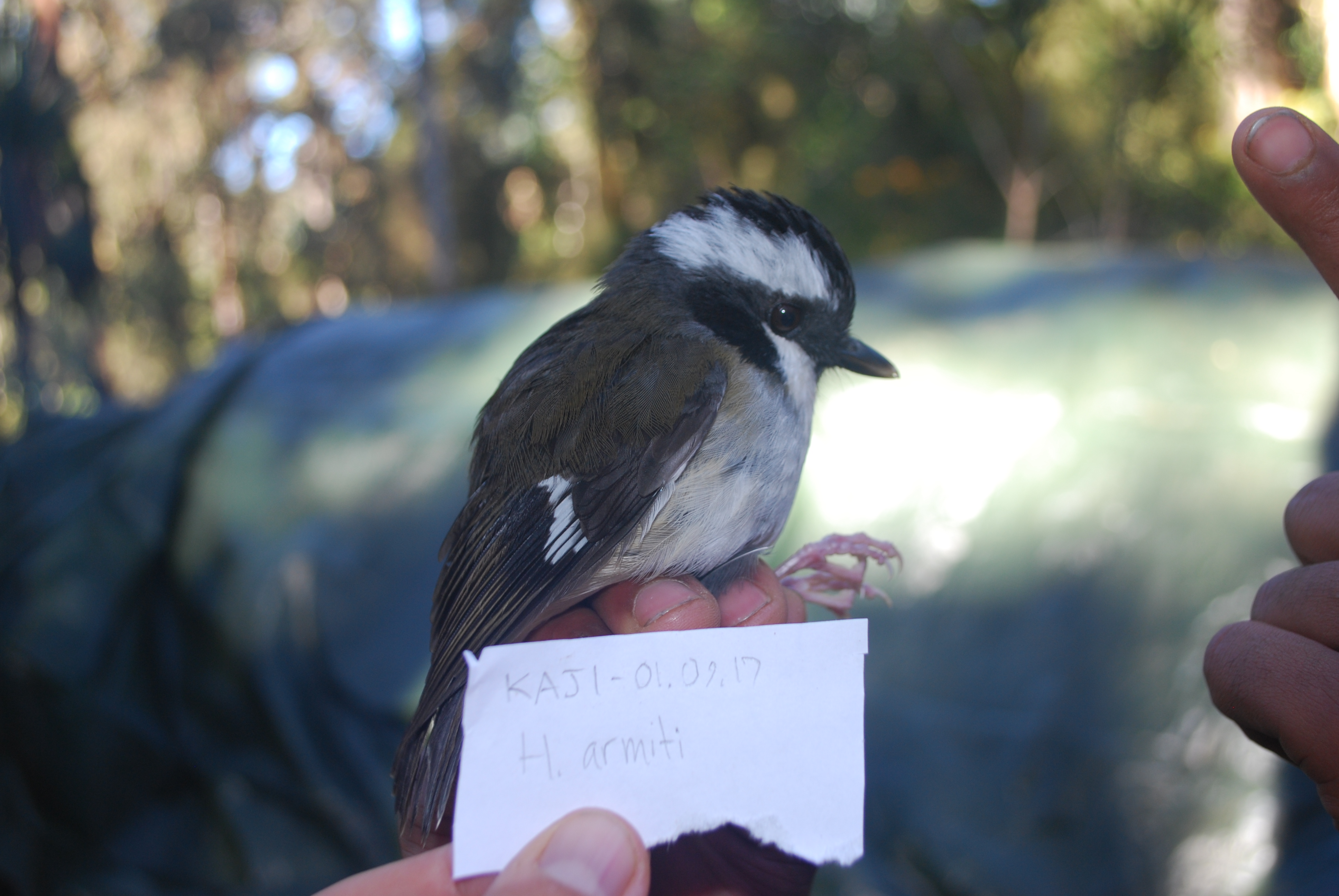 Ashy Robin (Heteromyias albispecularis), photo 4
