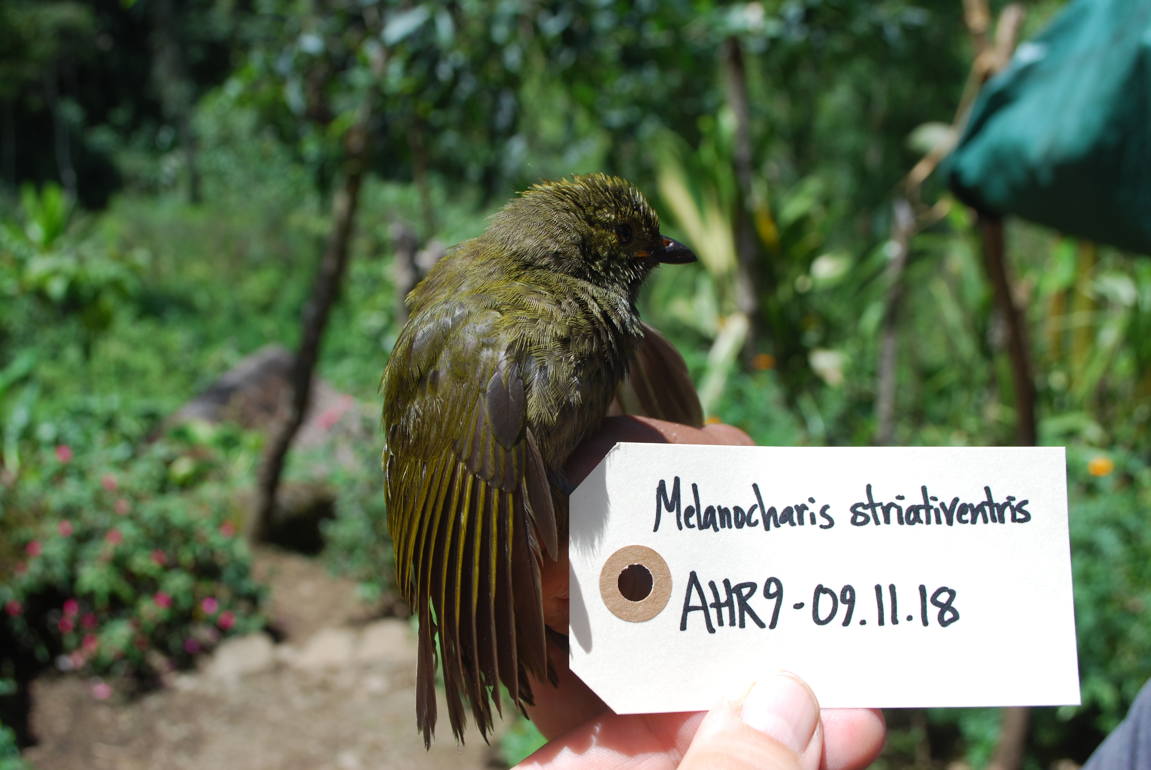 Streaked Berrypecker (Melanocharis striativentris), photo 7