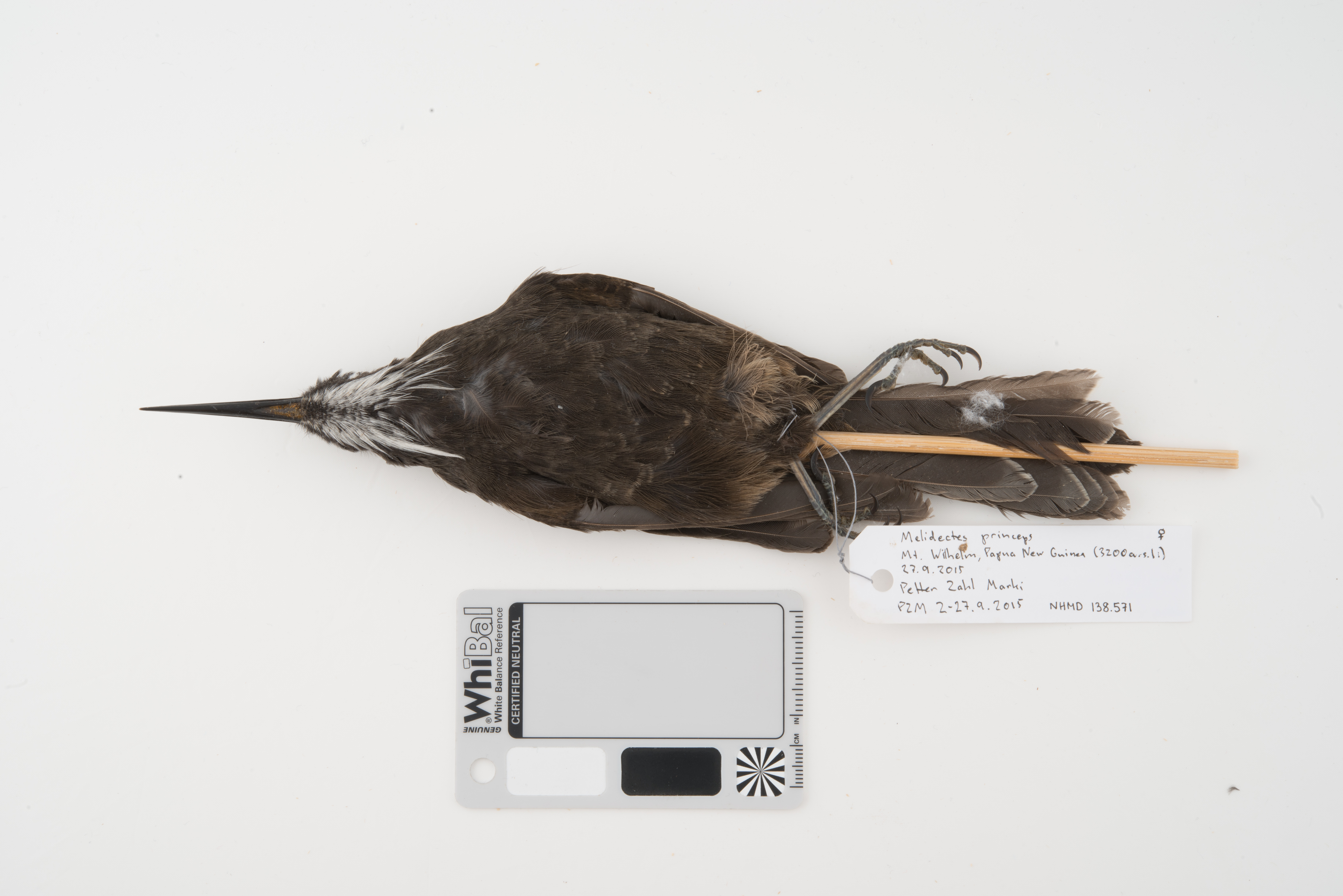 Long-bearded Honeyeater (Melionyx princeps), photo 5