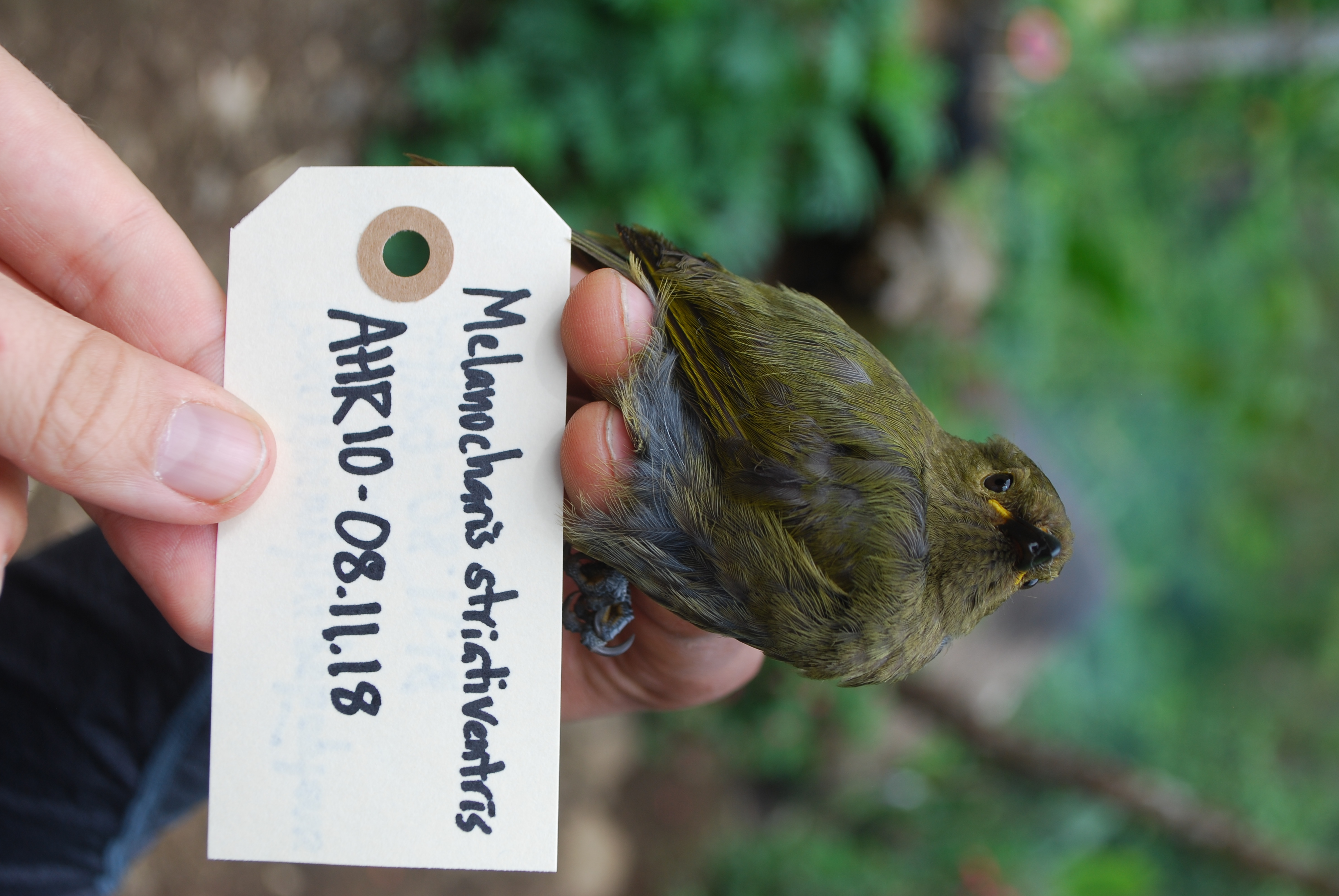 Streaked Berrypecker (Melanocharis striativentris), photo 2