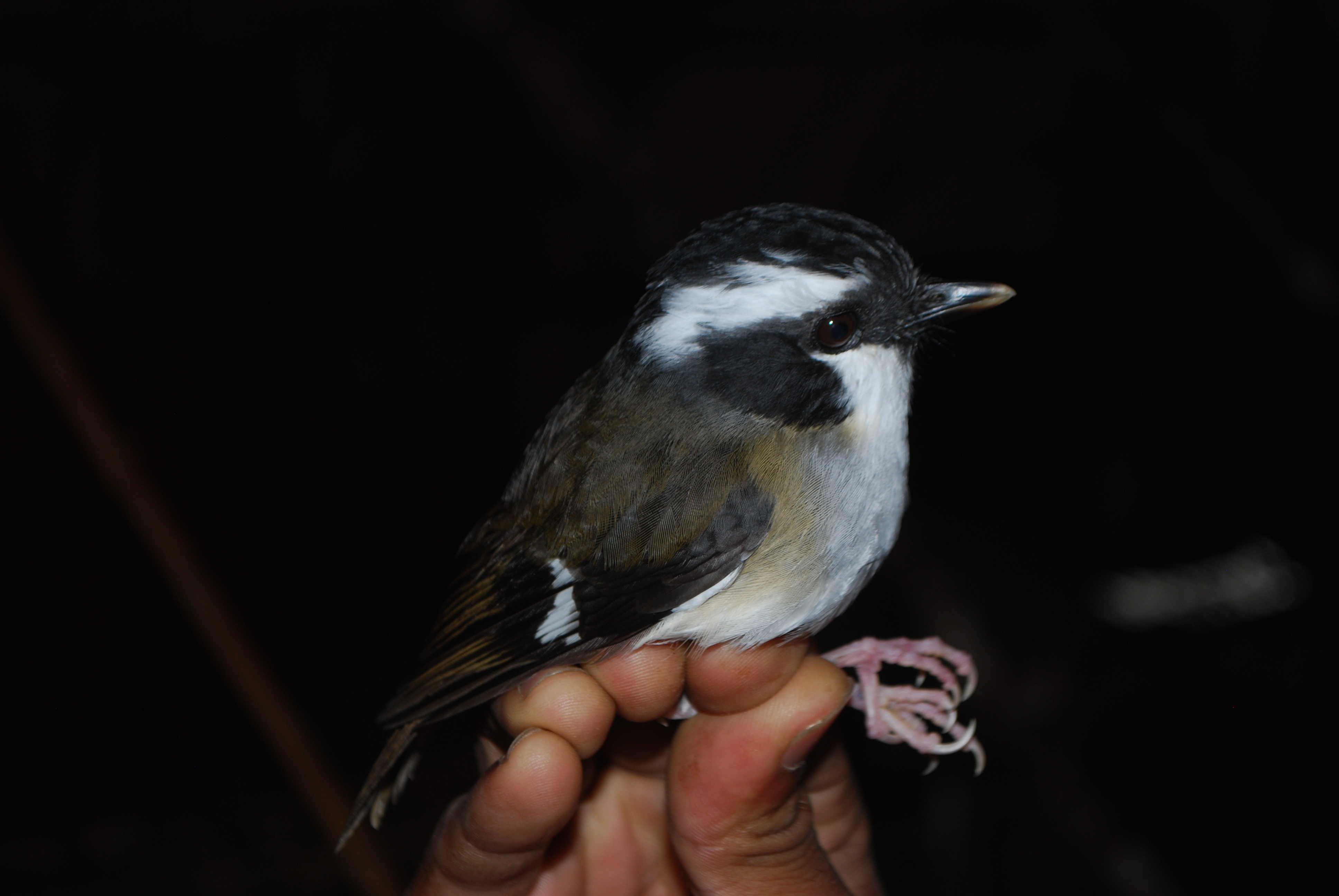 Ashy Robin (Heteromyias albispecularis), photo 2