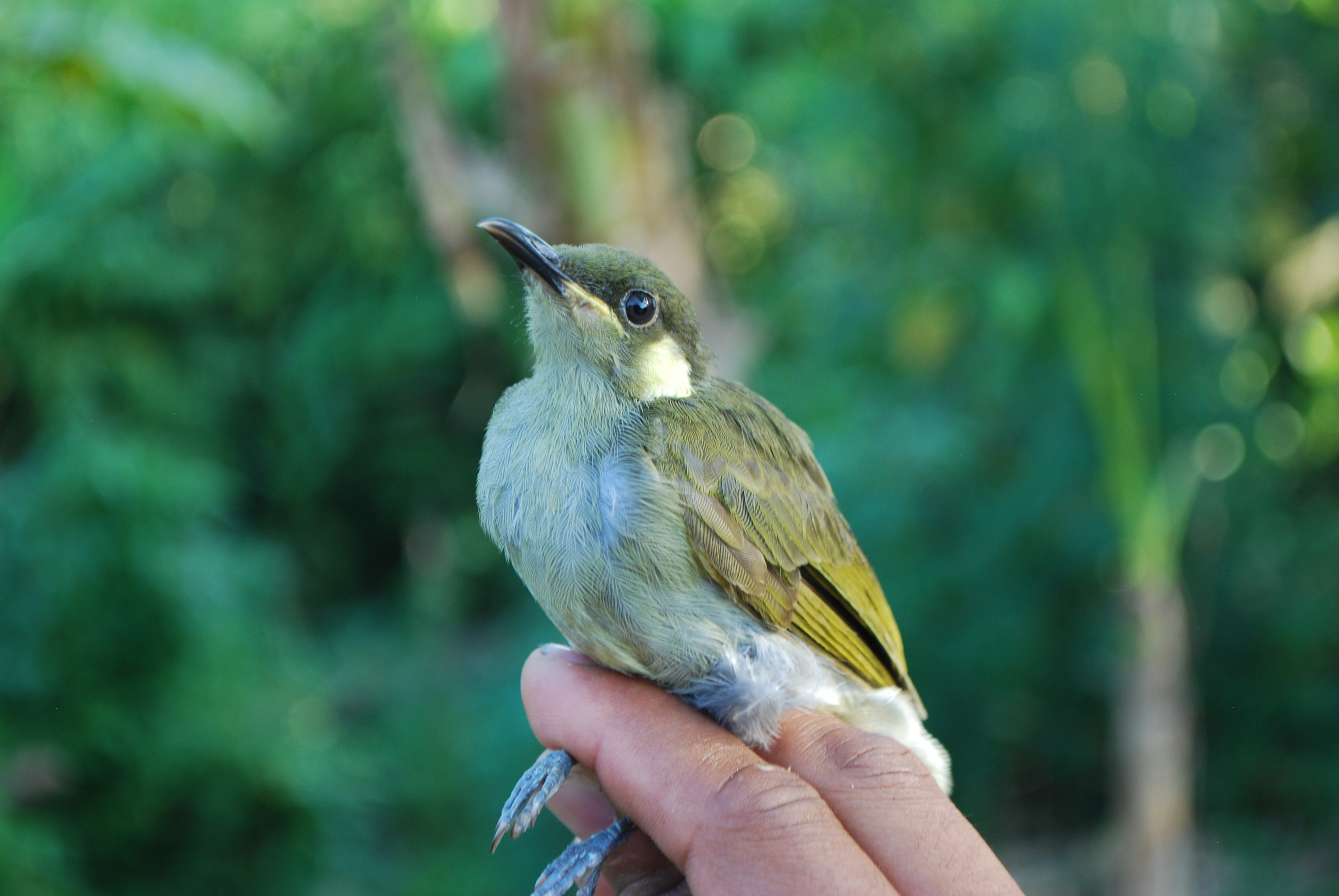 Puff-backed Honeyeater (Meliphaga aruensis), photo 7