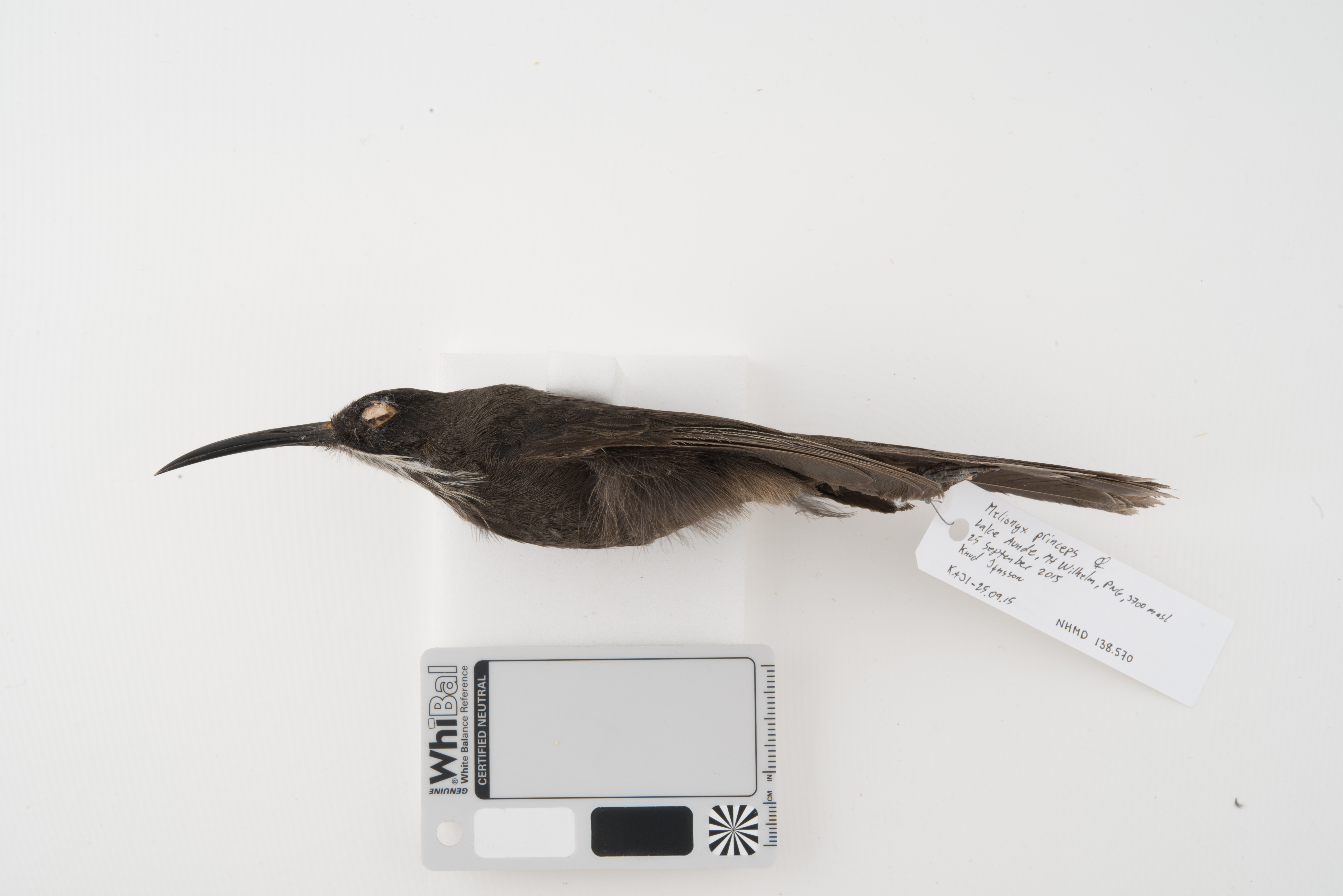 Long-bearded Honeyeater (Melionyx princeps), photo 1