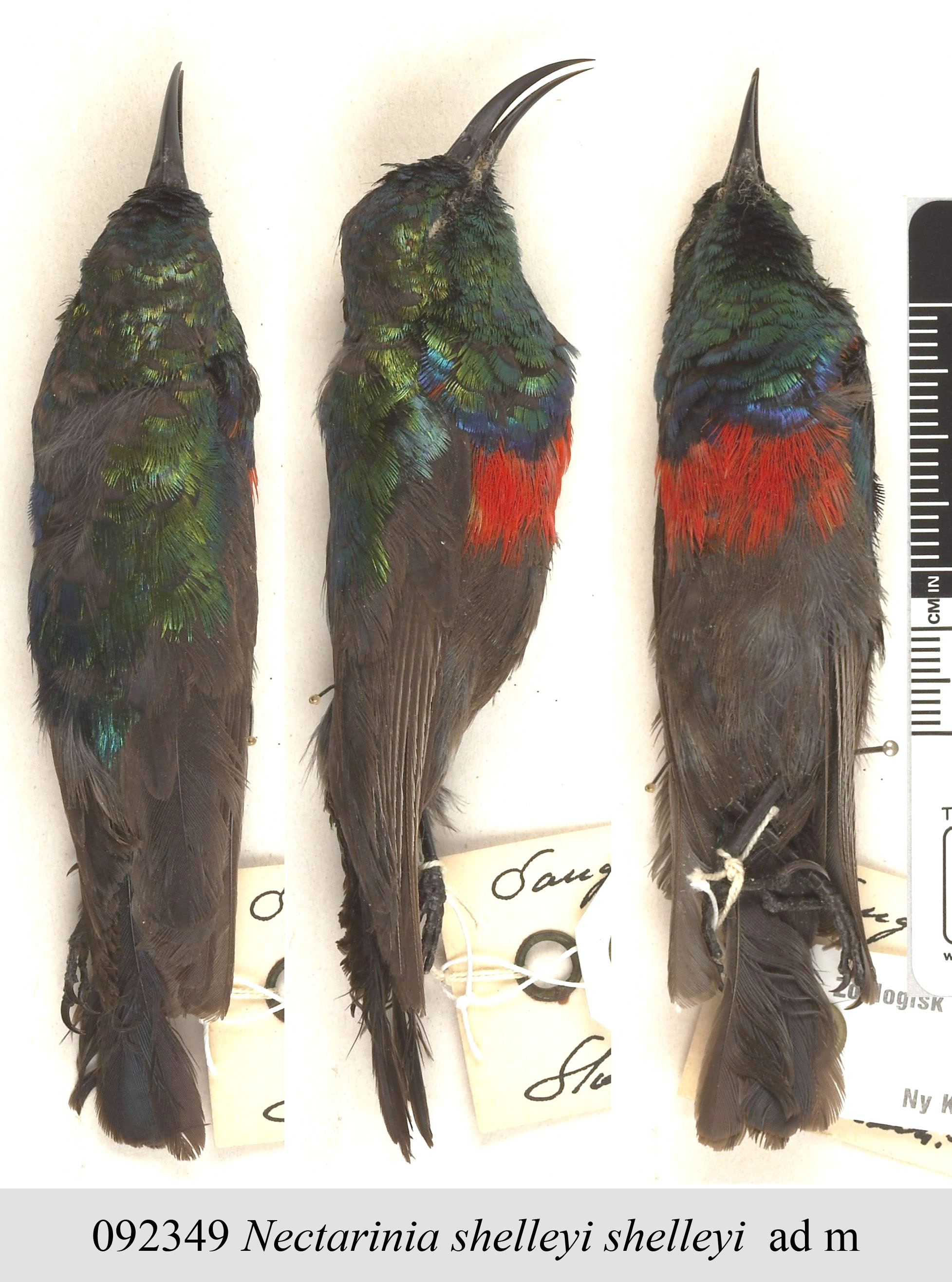 Shelley's Sunbird (Cinnyris shelleyi), photo 4
