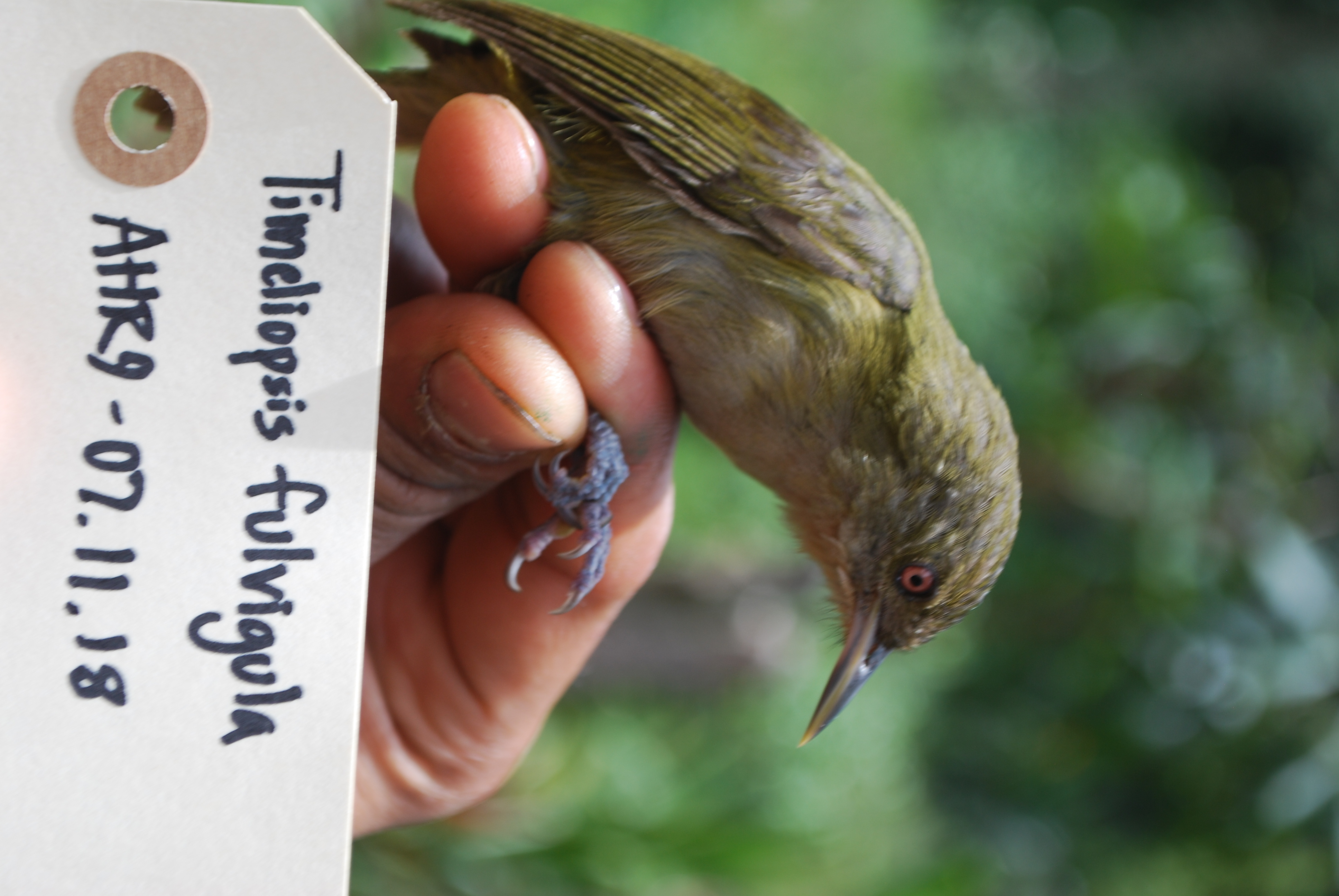 Olive Straightbill (Timeliopsis fulvigula), photo 2