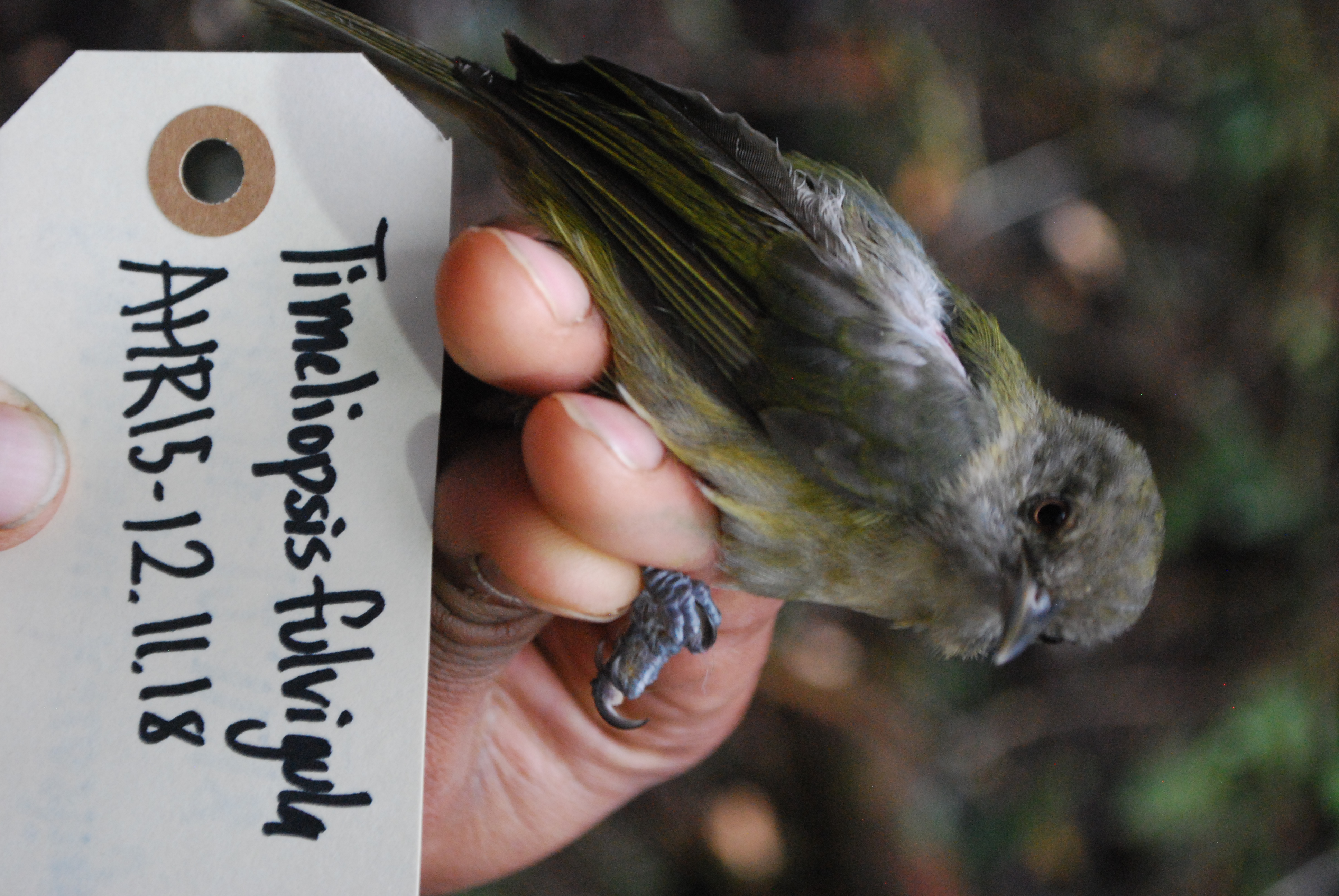Olive Straightbill (Timeliopsis fulvigula), photo 4