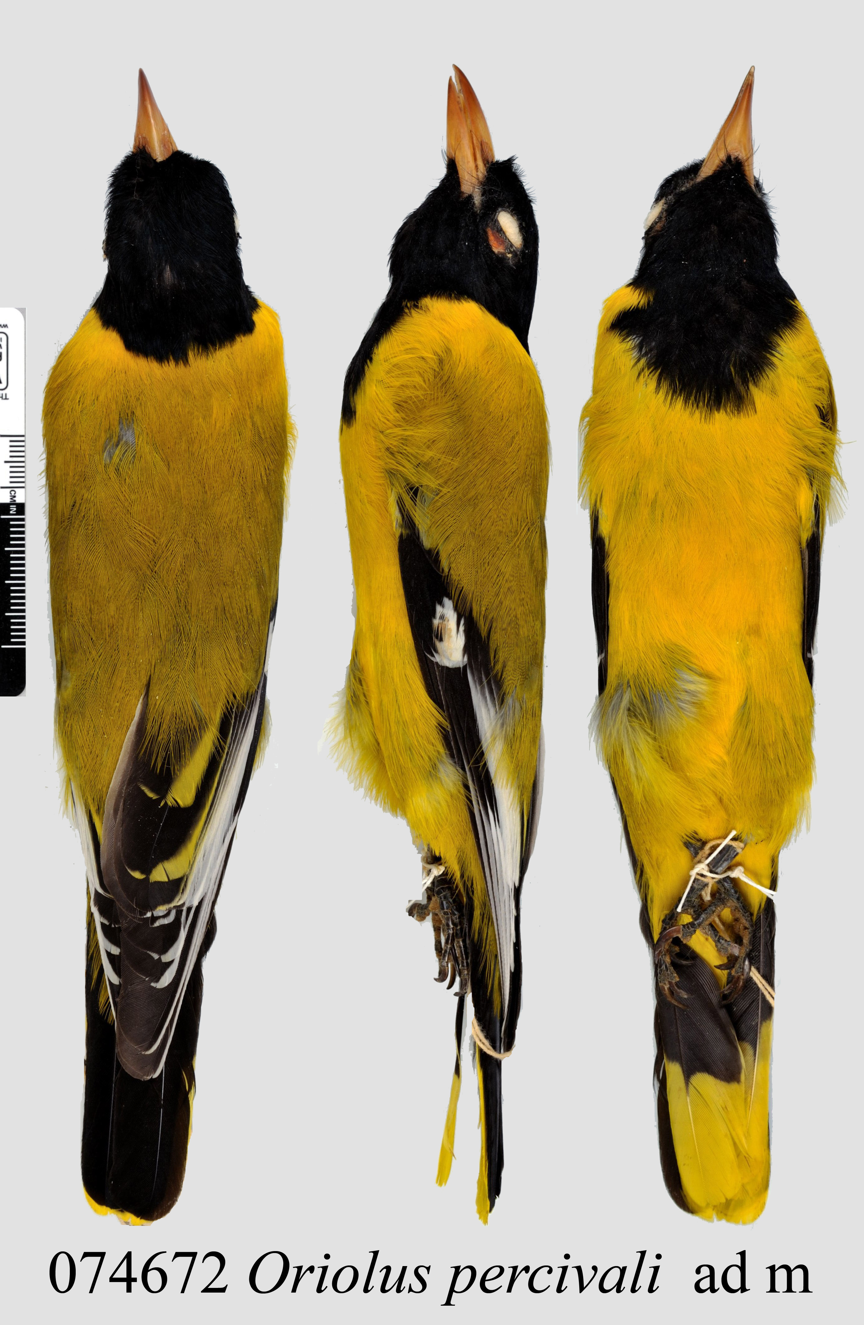 Mountain Oriole (Oriolus percivali), photo 4