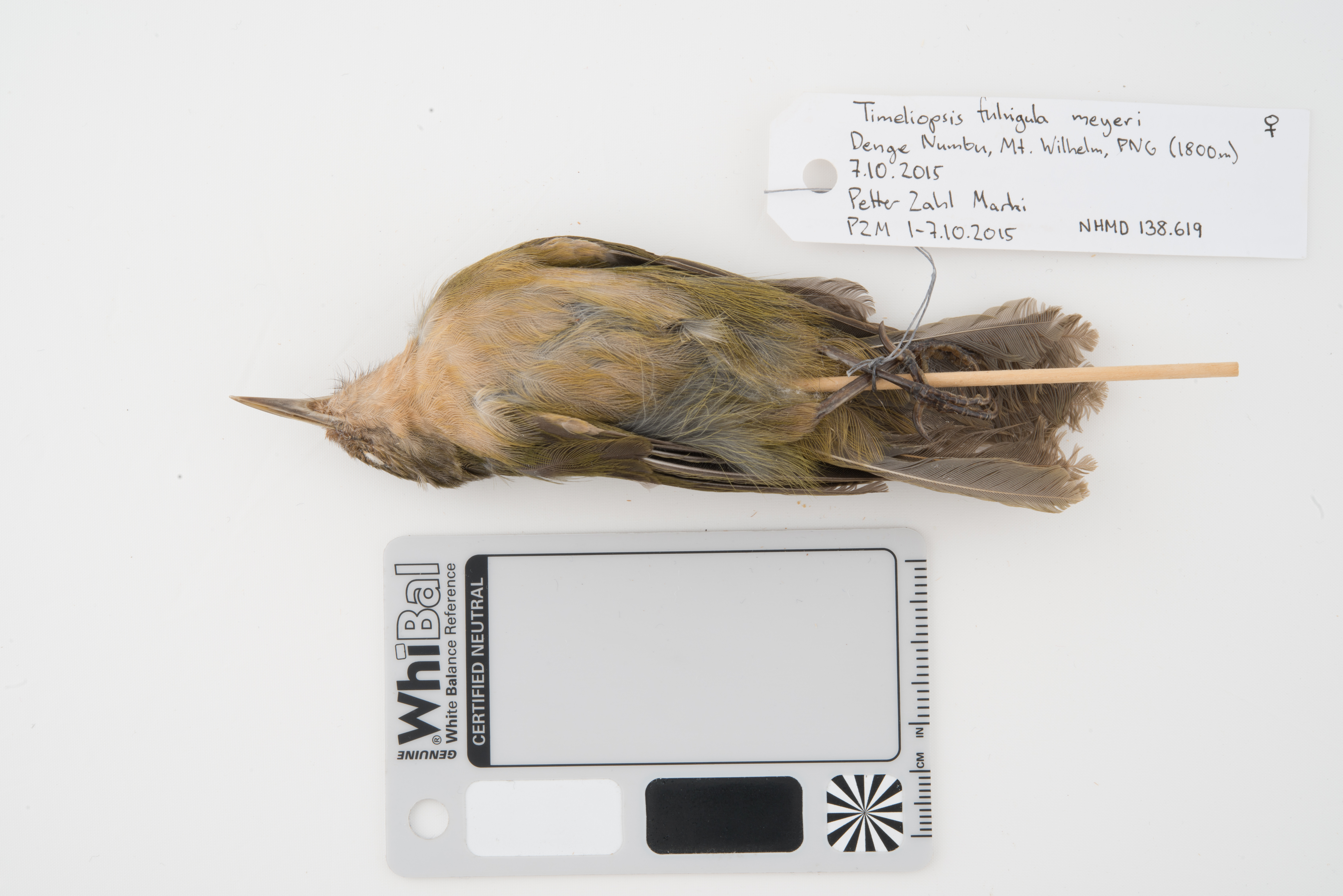Olive Straightbill (Timeliopsis fulvigula), photo 7