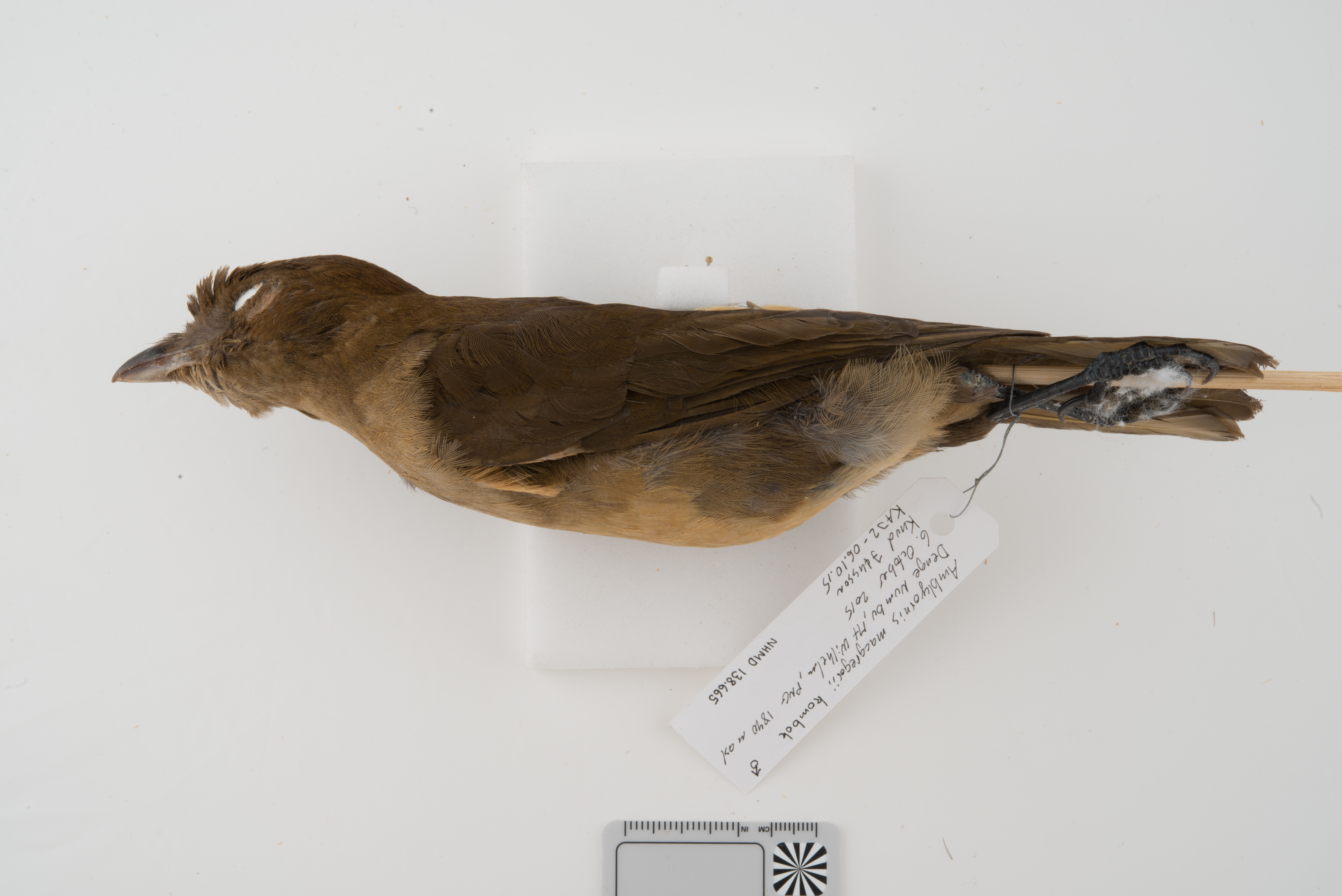 MacGregor's Bowerbird (Amblyornis macgregoriae), photo 6