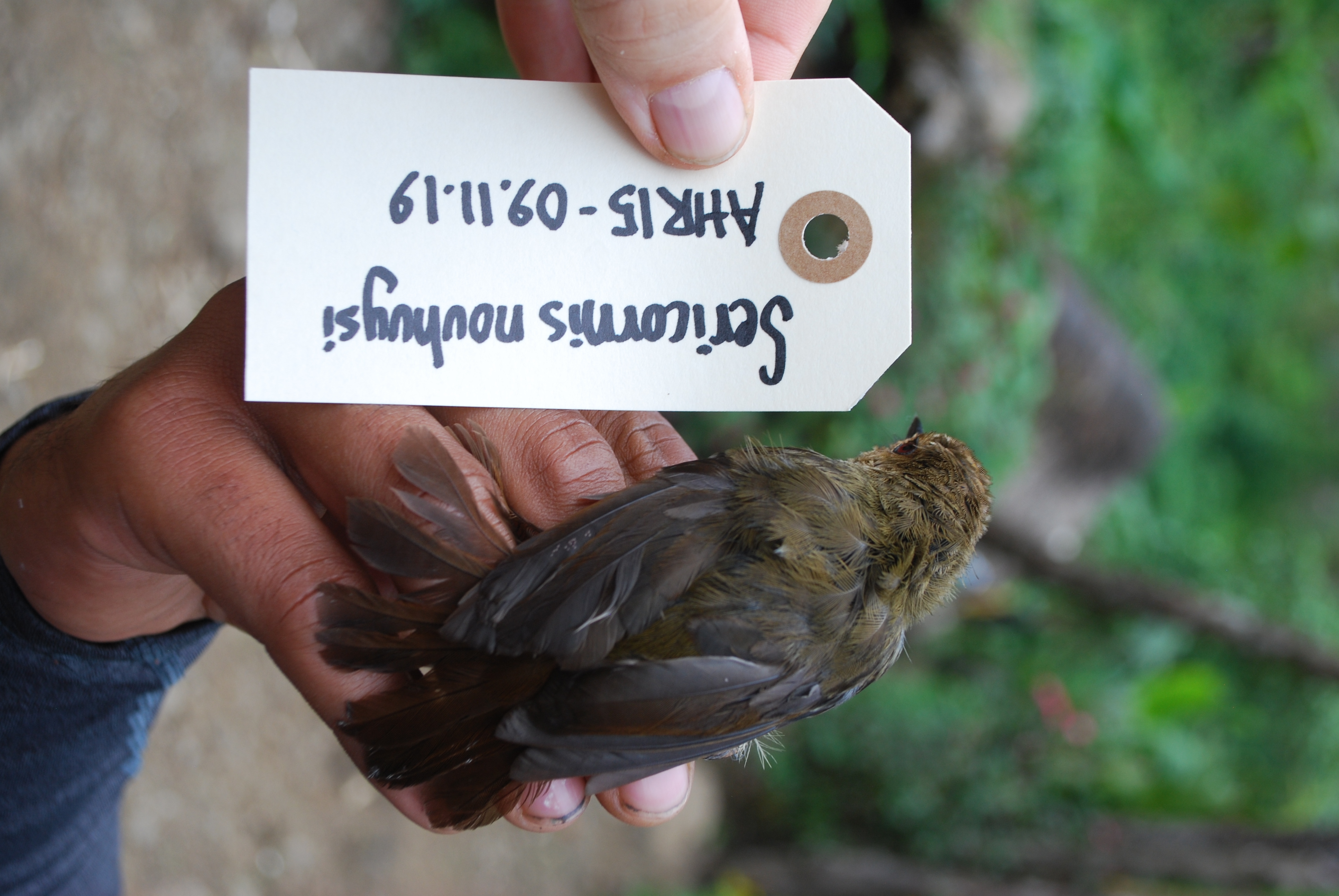 Large Scrubwren (Sericornis nouhuysi), photo 5