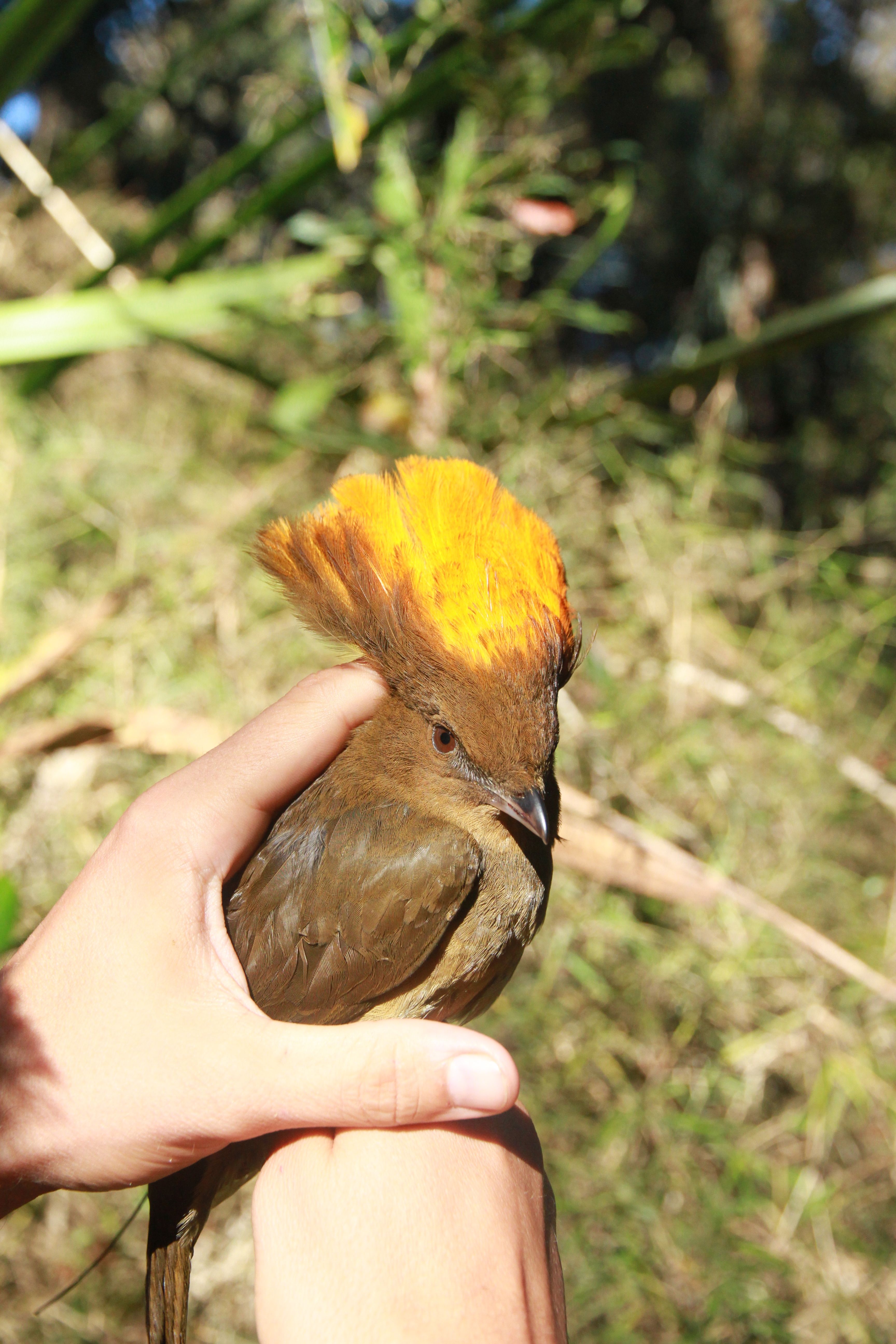 MacGregor's Bowerbird (Amblyornis macgregoriae), photo 2
