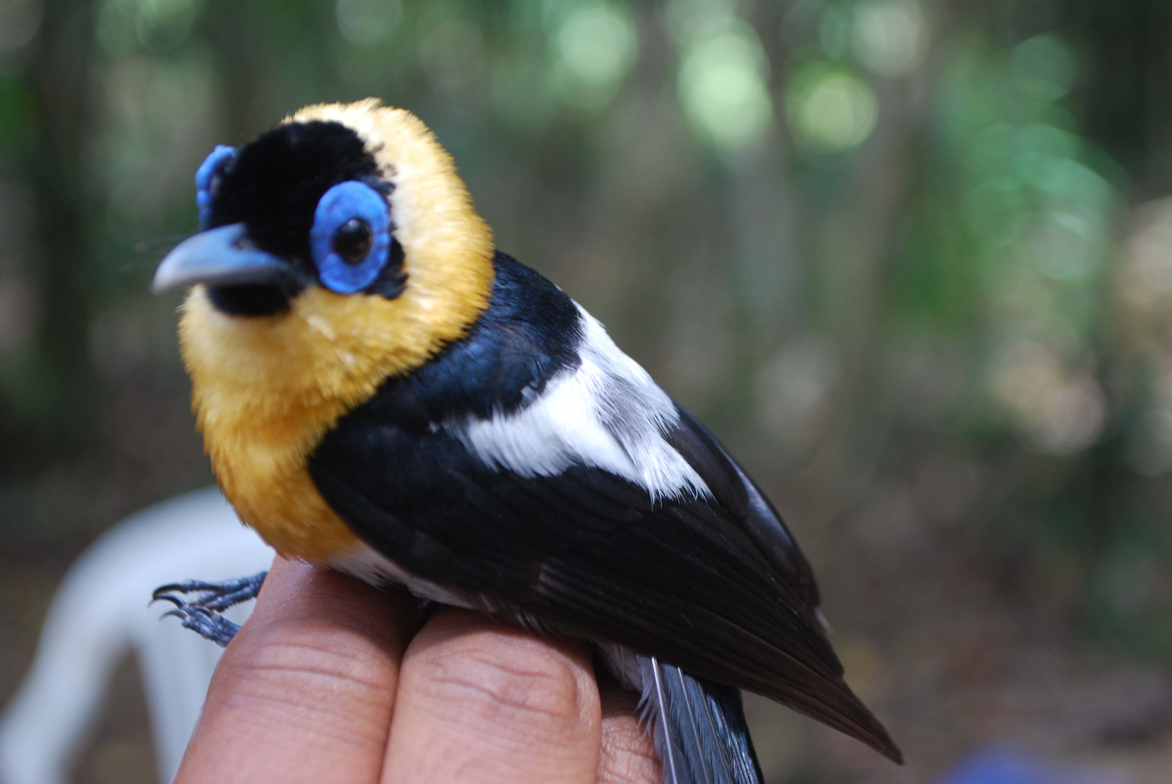Ochre-collared Monarch (Arses insularis), photo 5