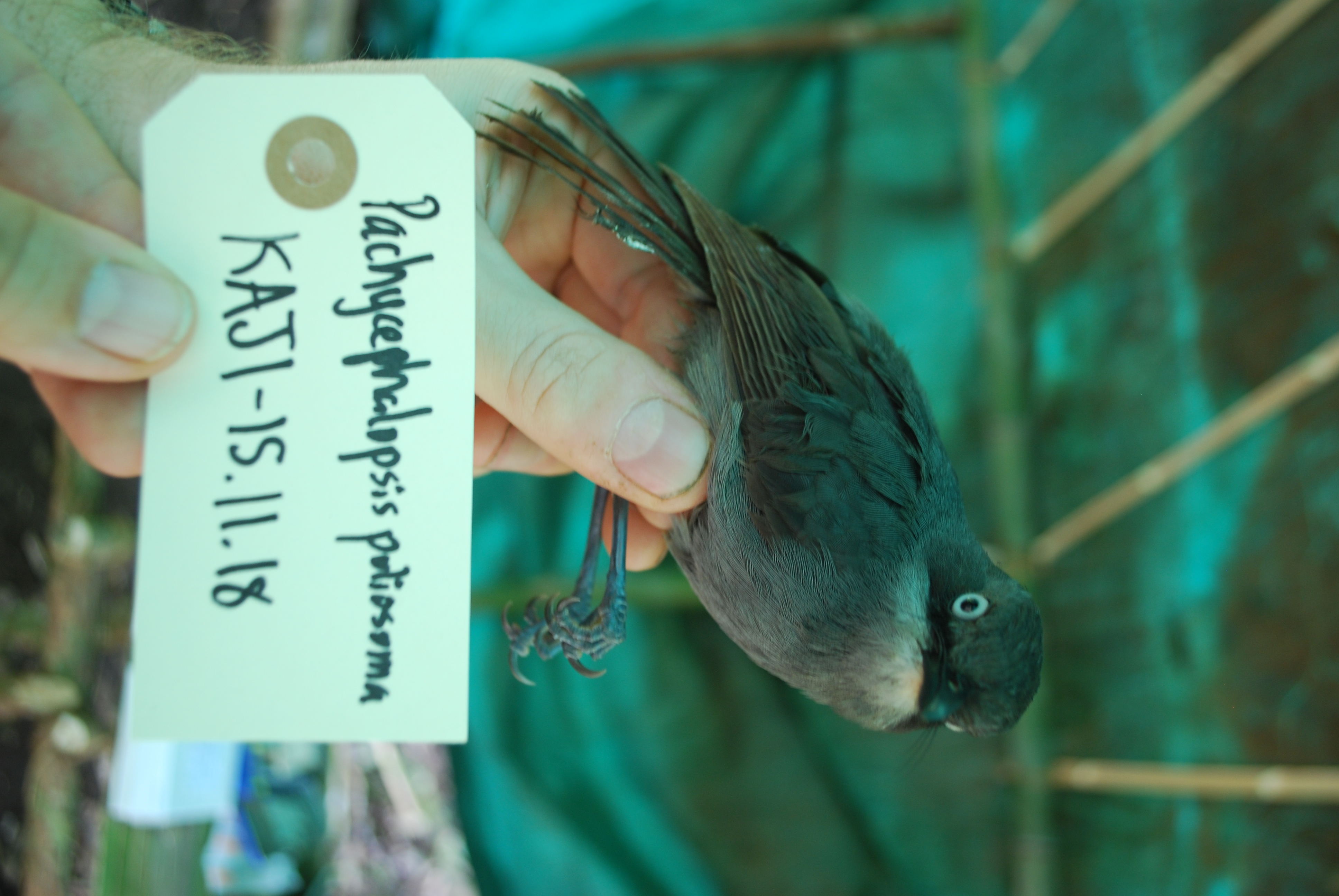 White-eyed Robin (Pachycephalopsis poliosoma), photo 2