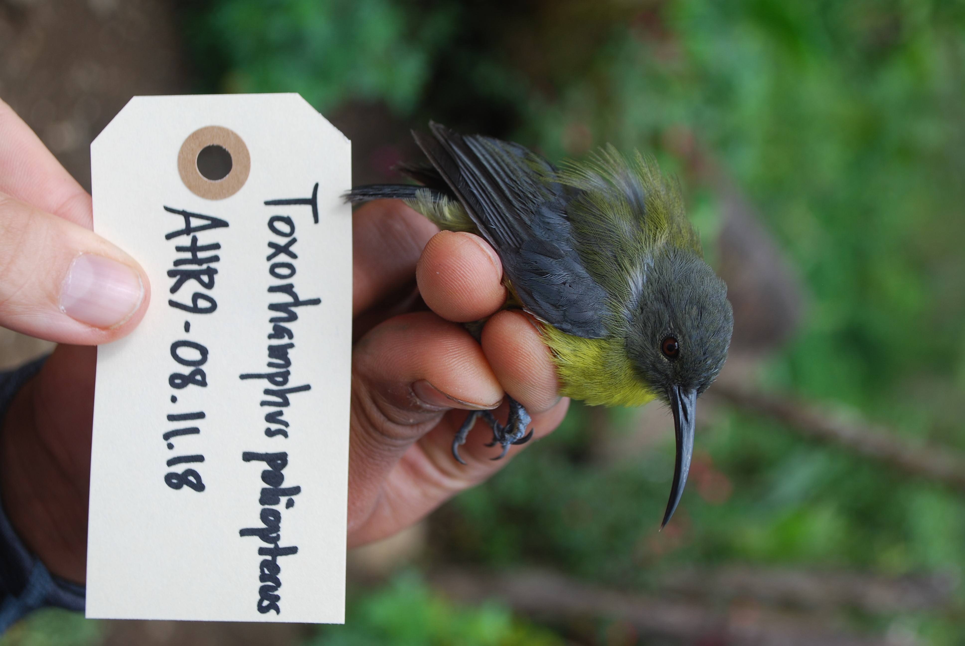 Slaty-headed Longbill (Toxorhamphus poliopterus), photo 5