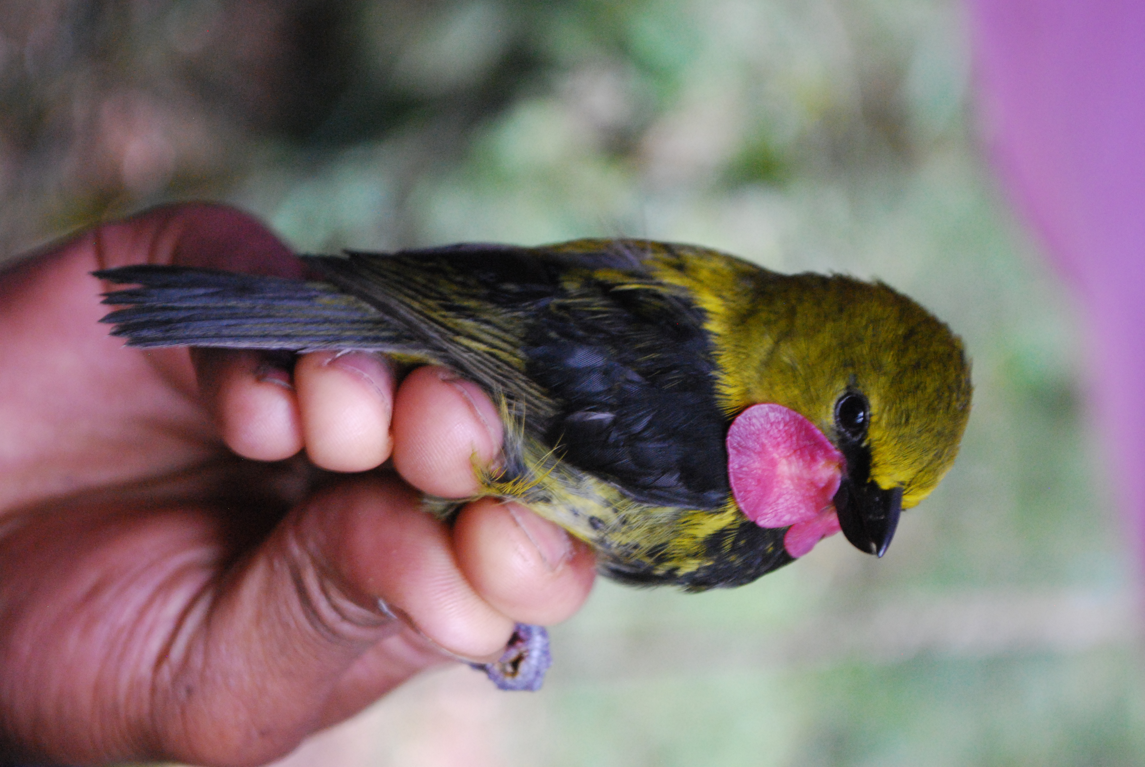 Wattled Ploughbill (Eulacestoma nigropectus), photo 7
