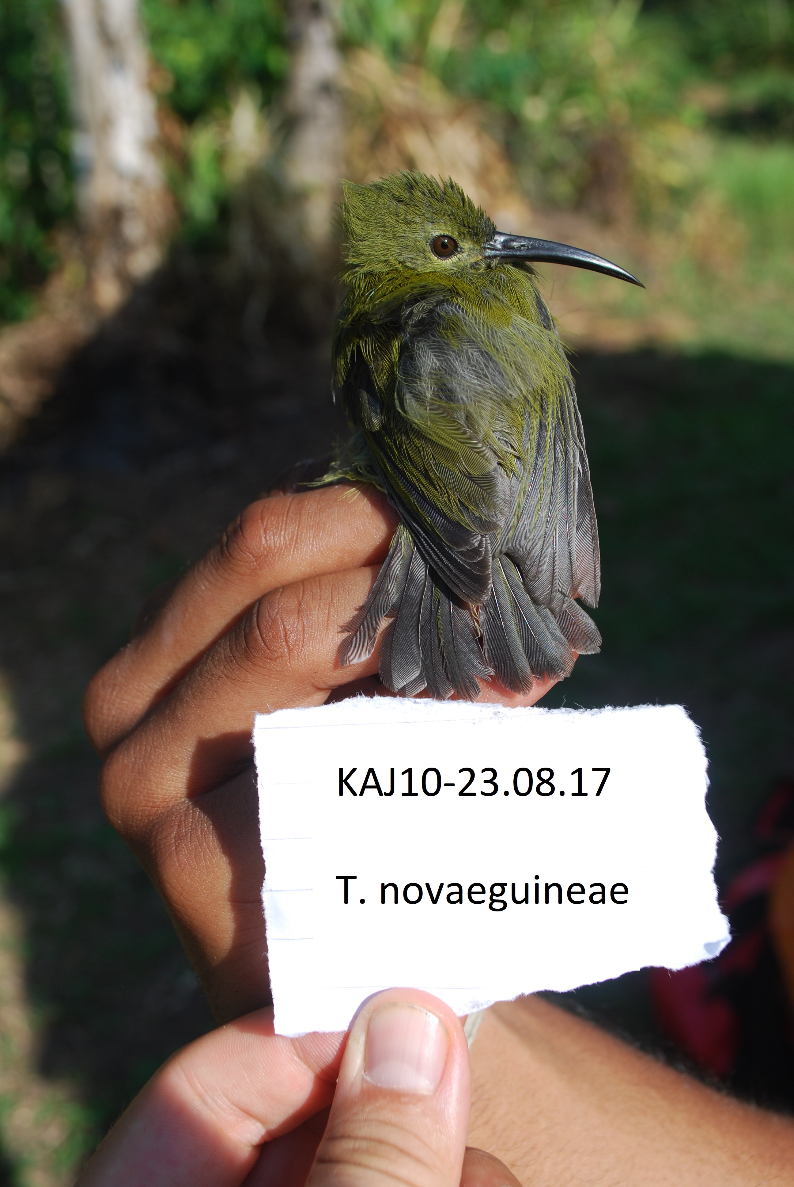 Yellow-bellied Longbill (Toxorhamphus novaeguineae), photo 6