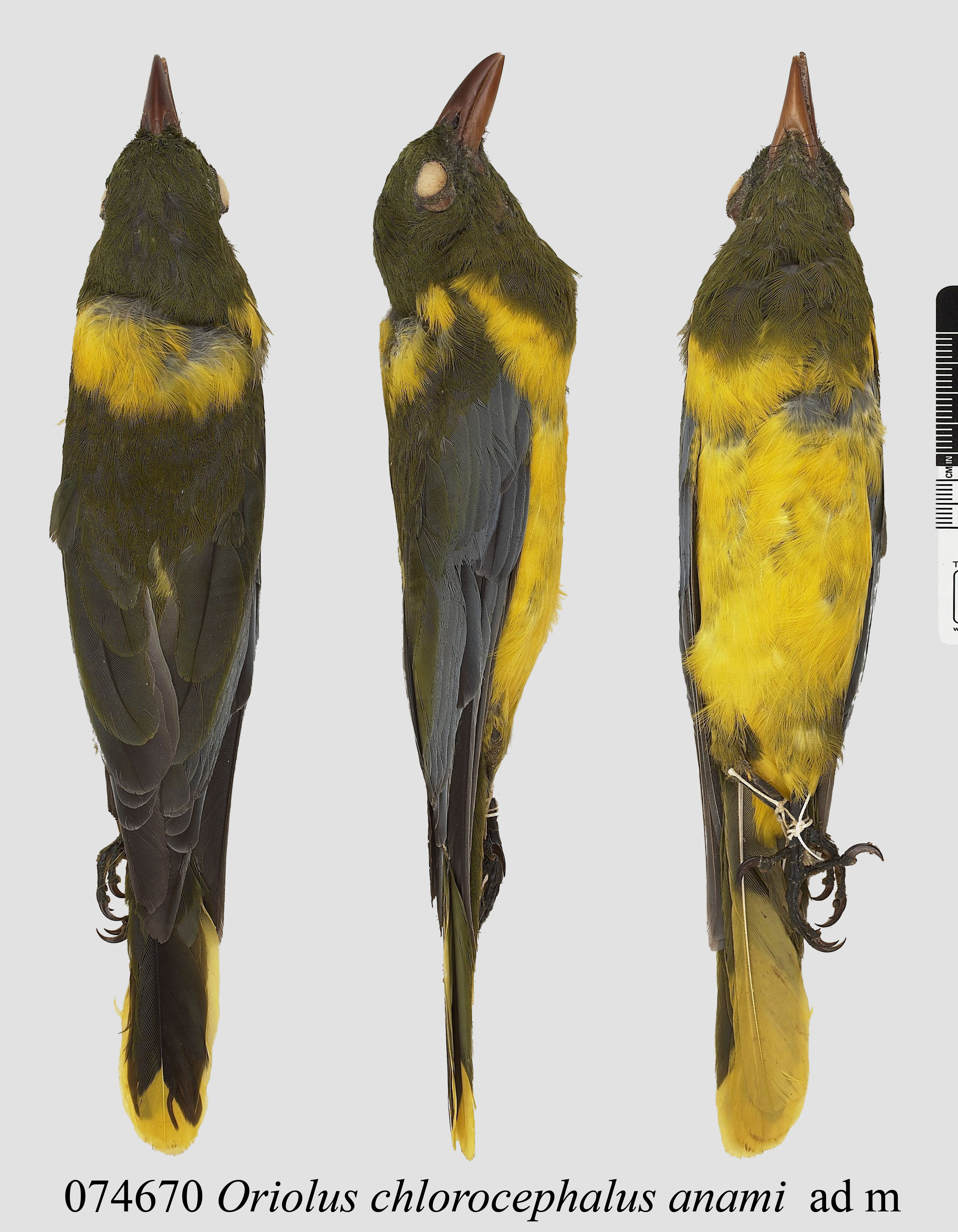 Green-headed Oriole (Oriolus chlorocephalus), photo 3