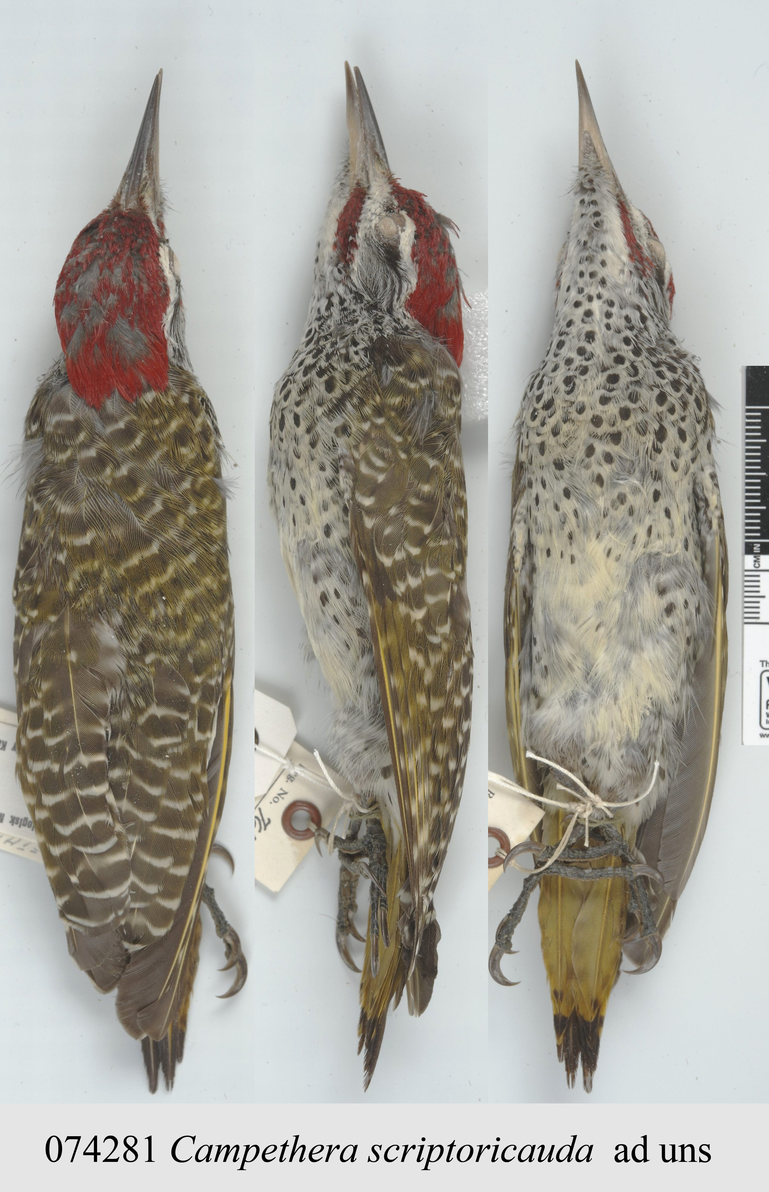 Speckle-throated Woodpecker (Campethera scriptoricauda), photo 4