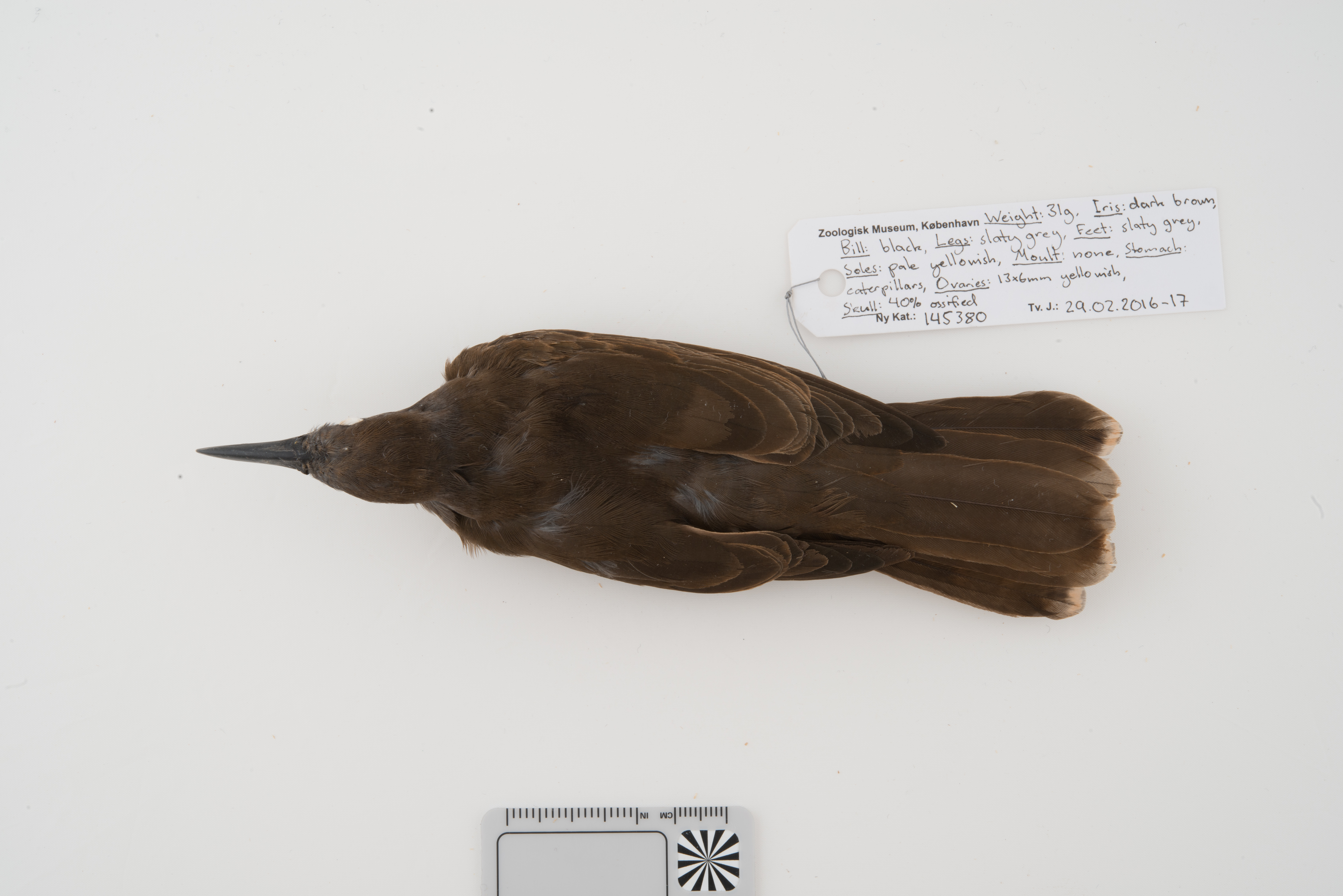 Long-billed Cuckoo (Chalcites megarhynchus), photo 3