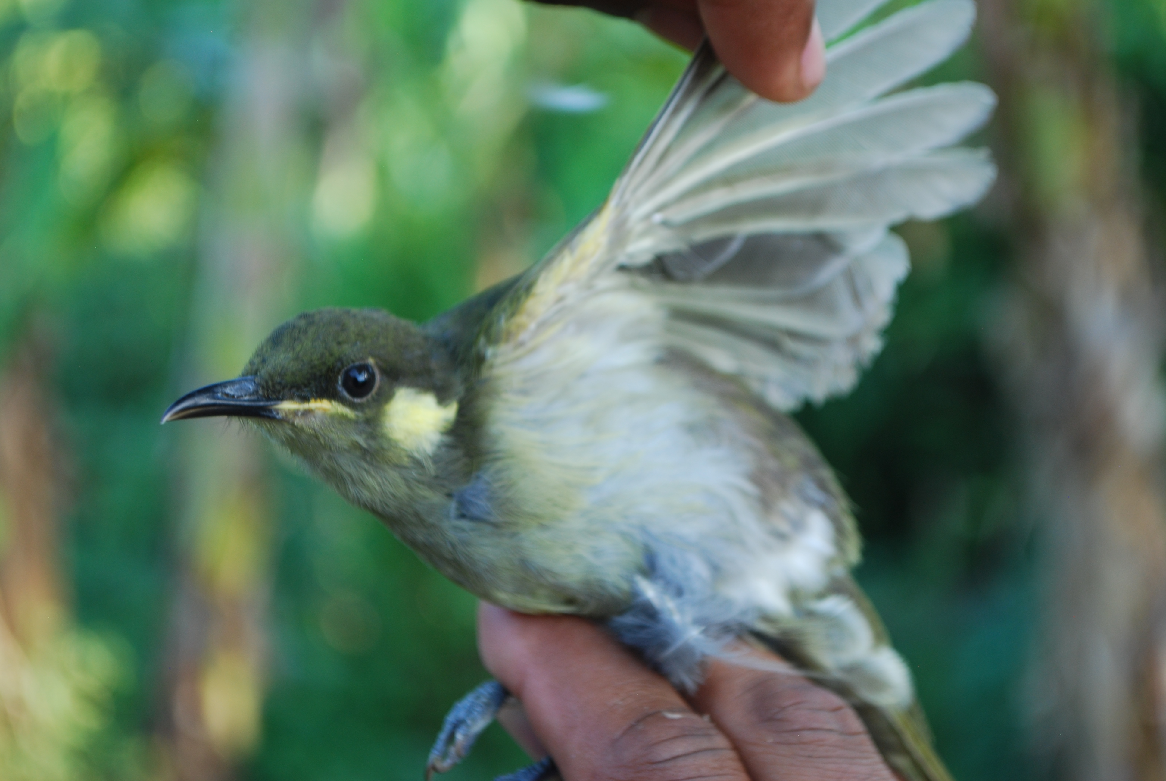 Puff-backed Honeyeater (Meliphaga aruensis), photo 9