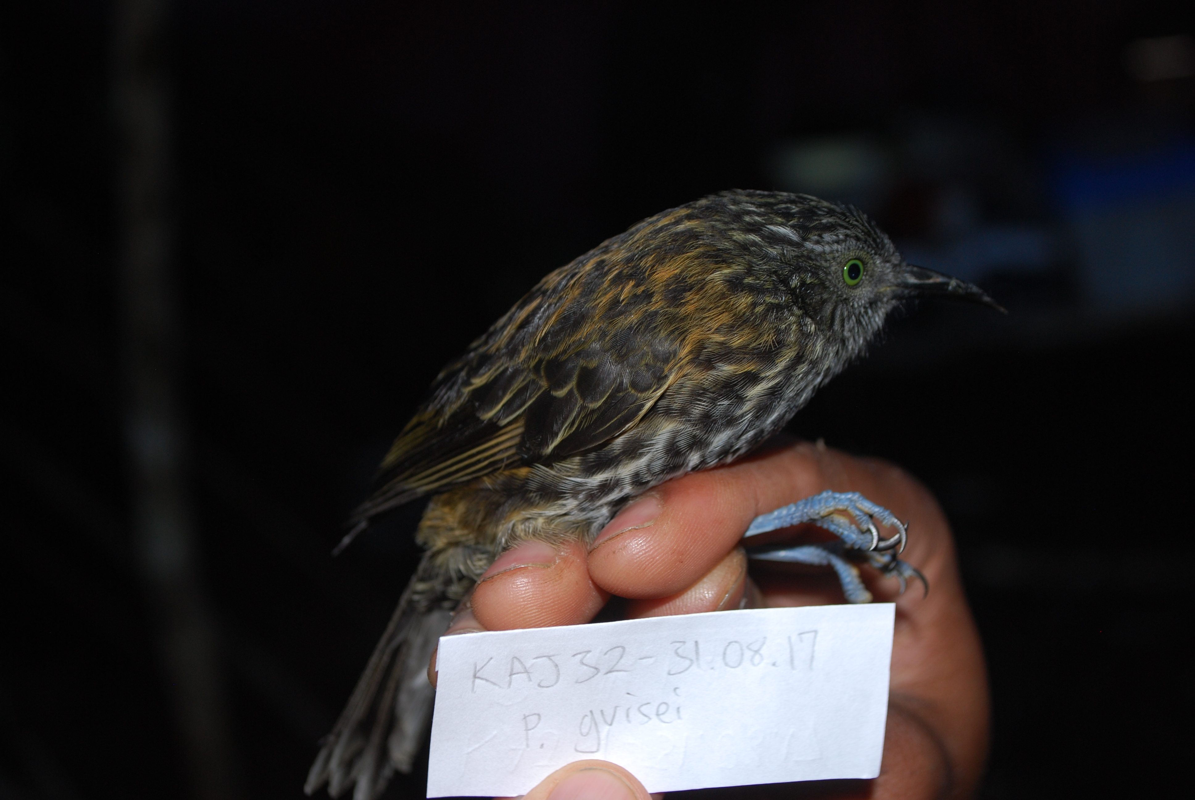 Rufous-backed Honeyeater (Ptiloprora guisei), photo 8