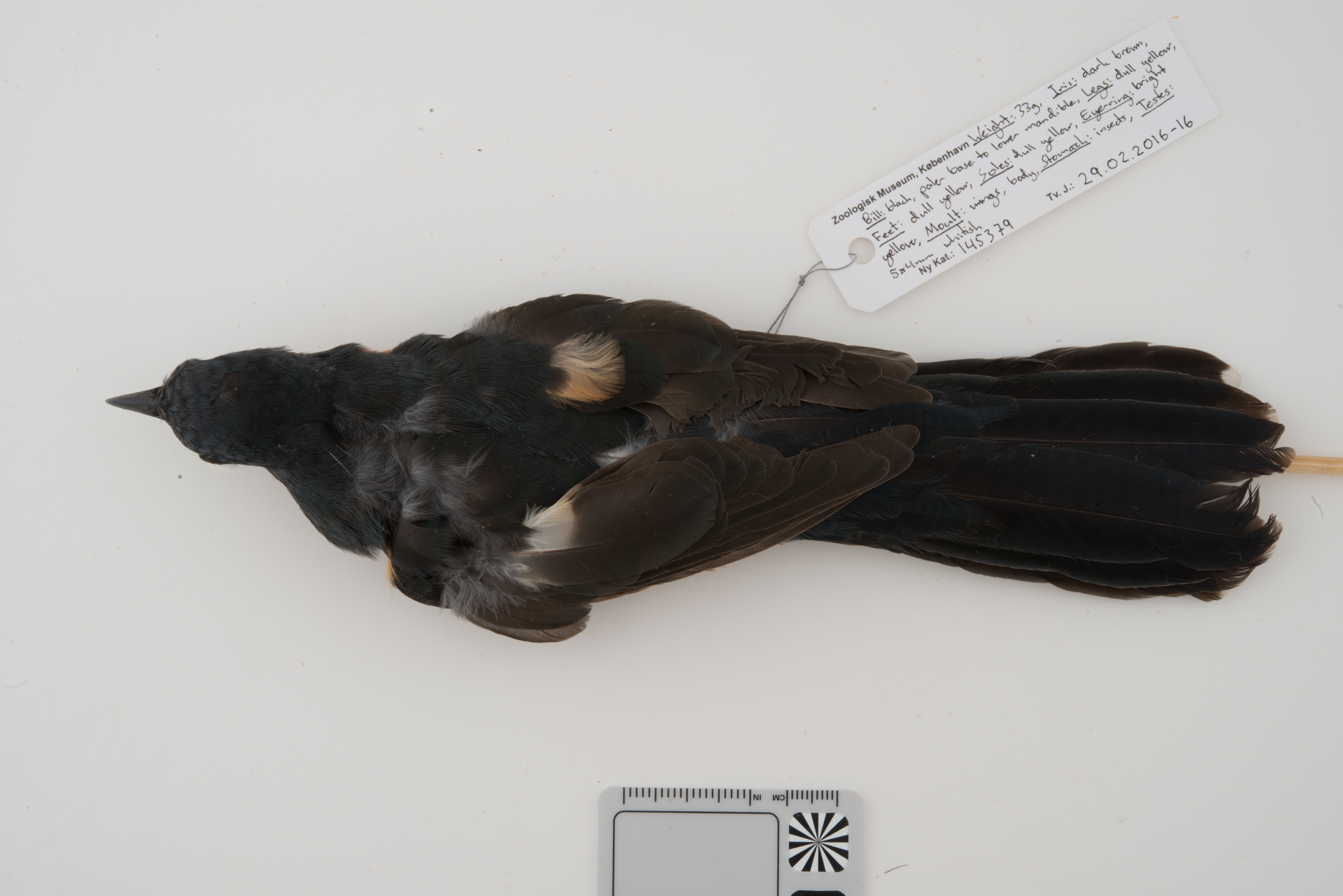 Chestnut-breasted Cuckoo (Cacomantis castaneiventris), photo 8