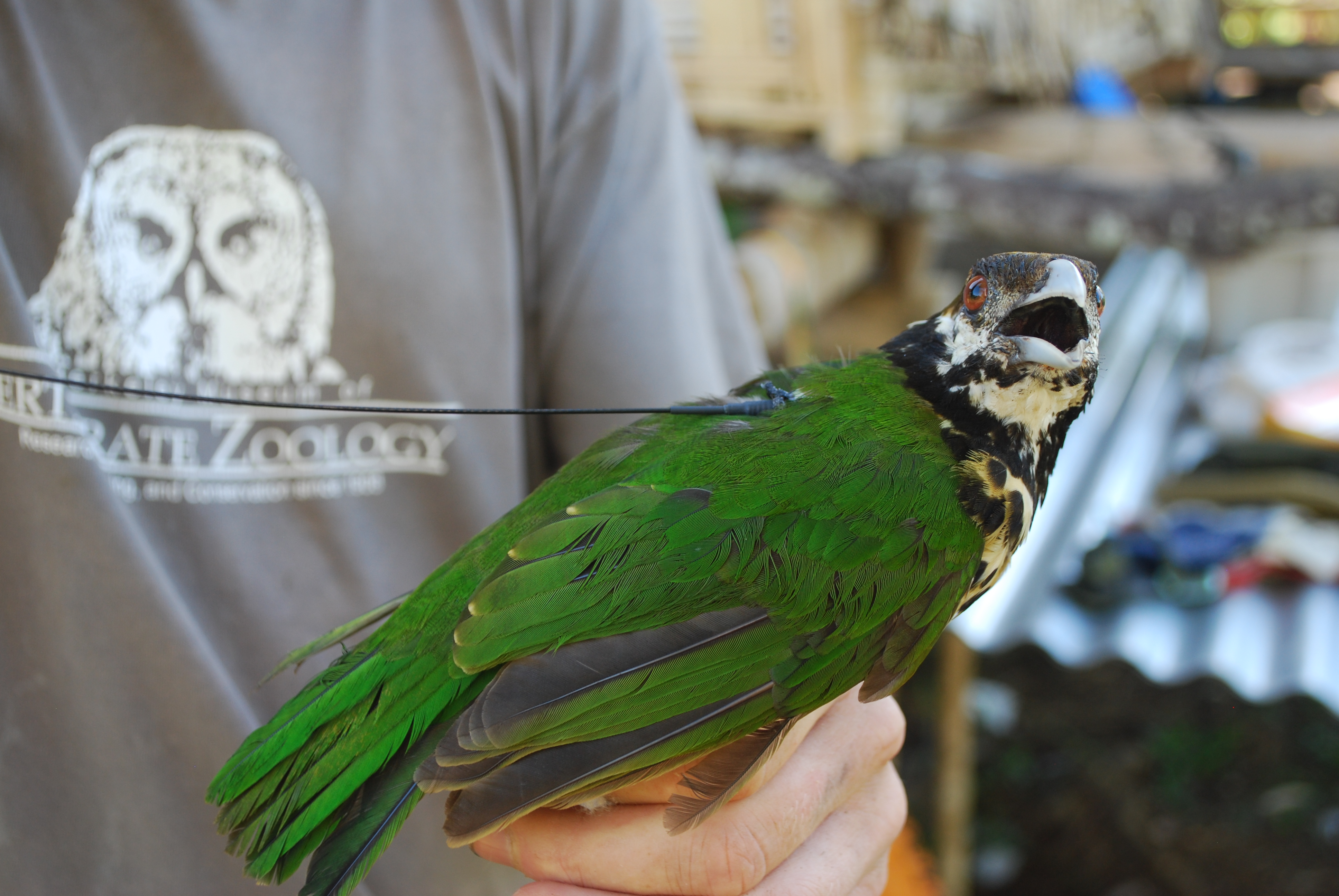 White-eared Catbird (Ailuroedus buccoides)