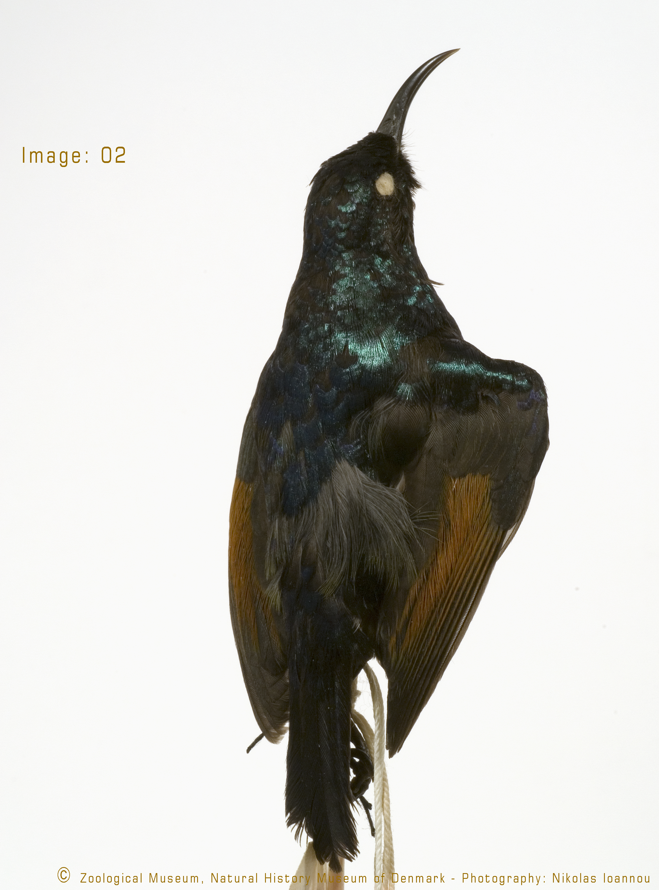Dark Batis (Batis crypta), photo 8