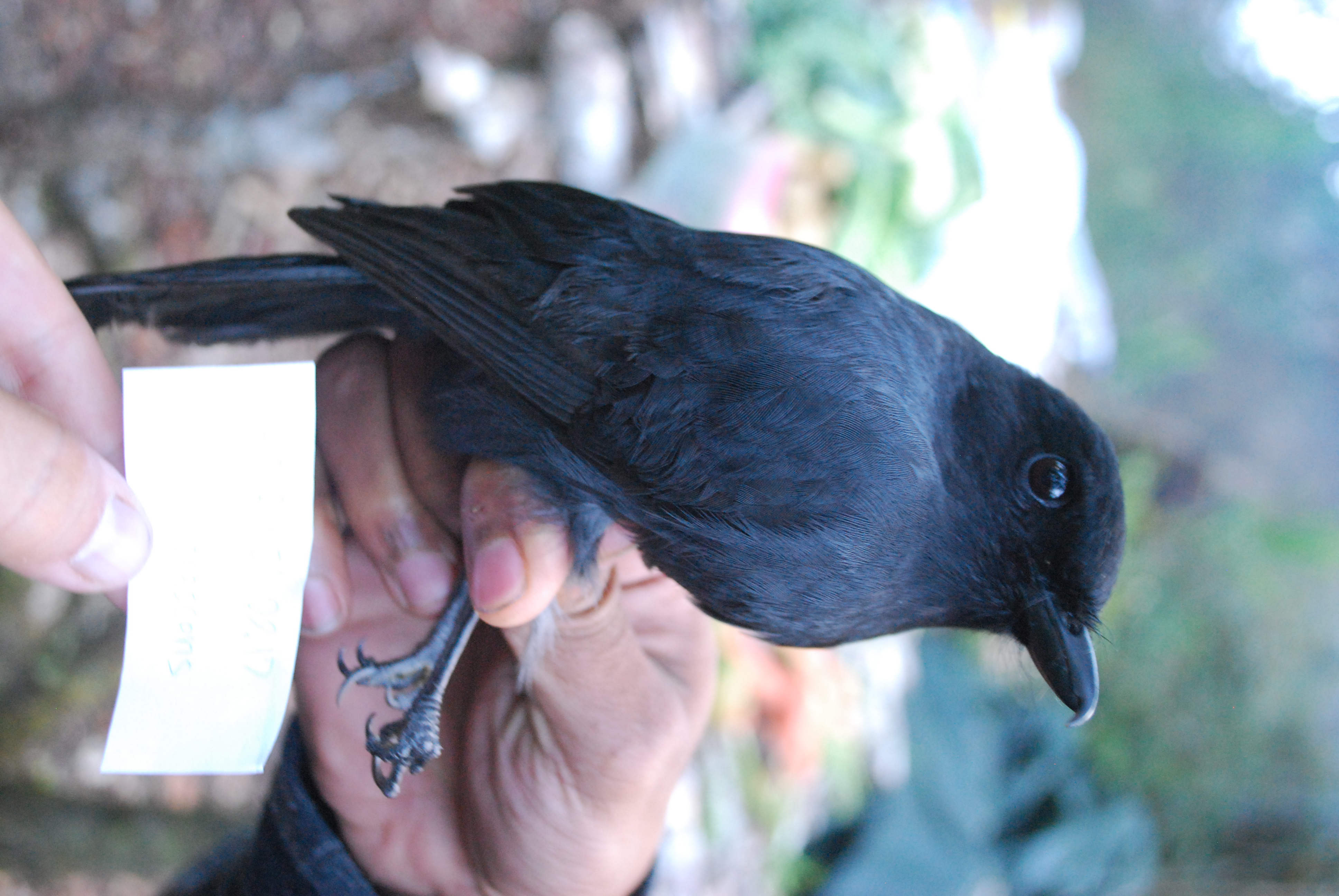 Black Pitohui (Melanorectes nigrescens), photo 9