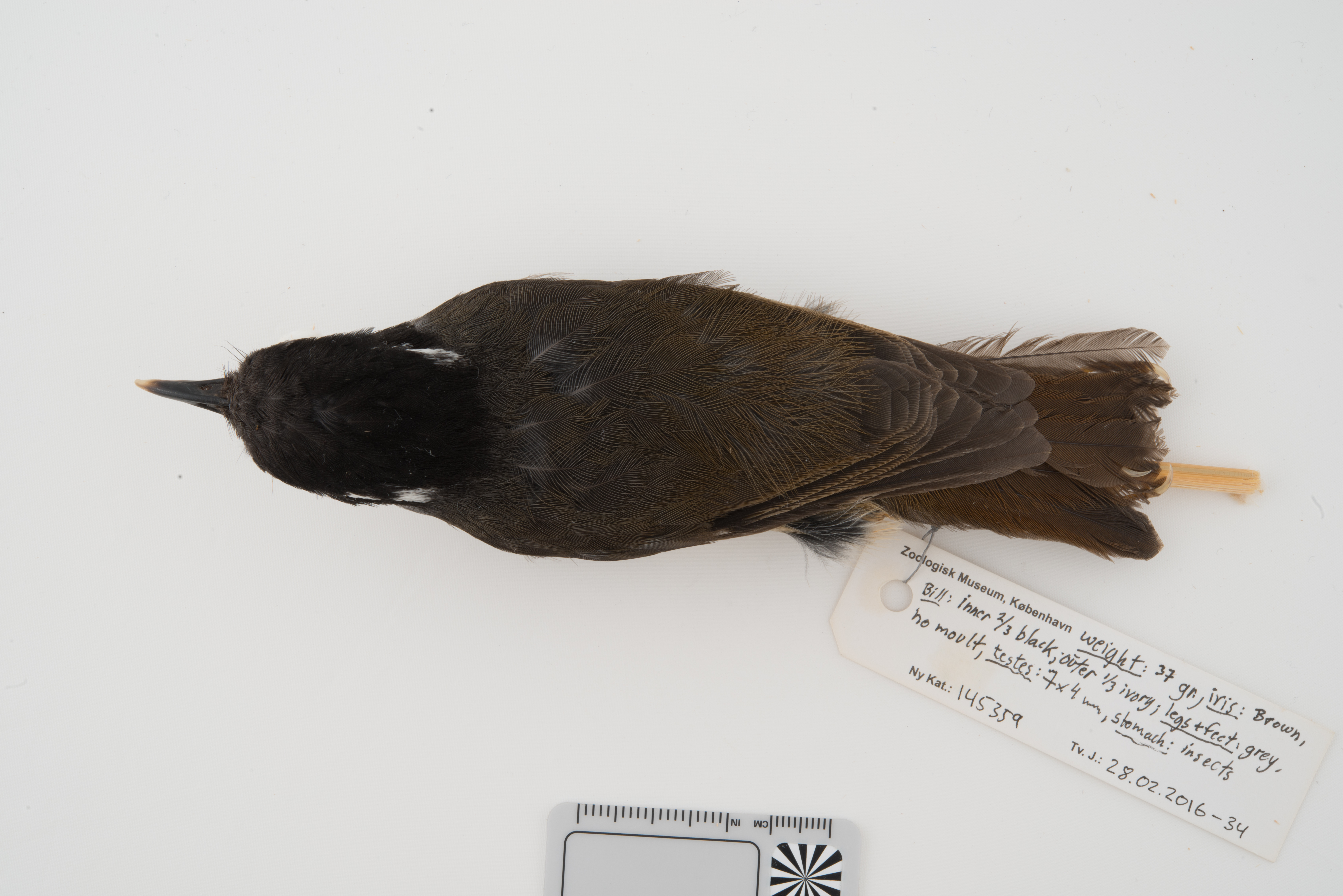 Ashy Robin (Heteromyias albispecularis), photo 8