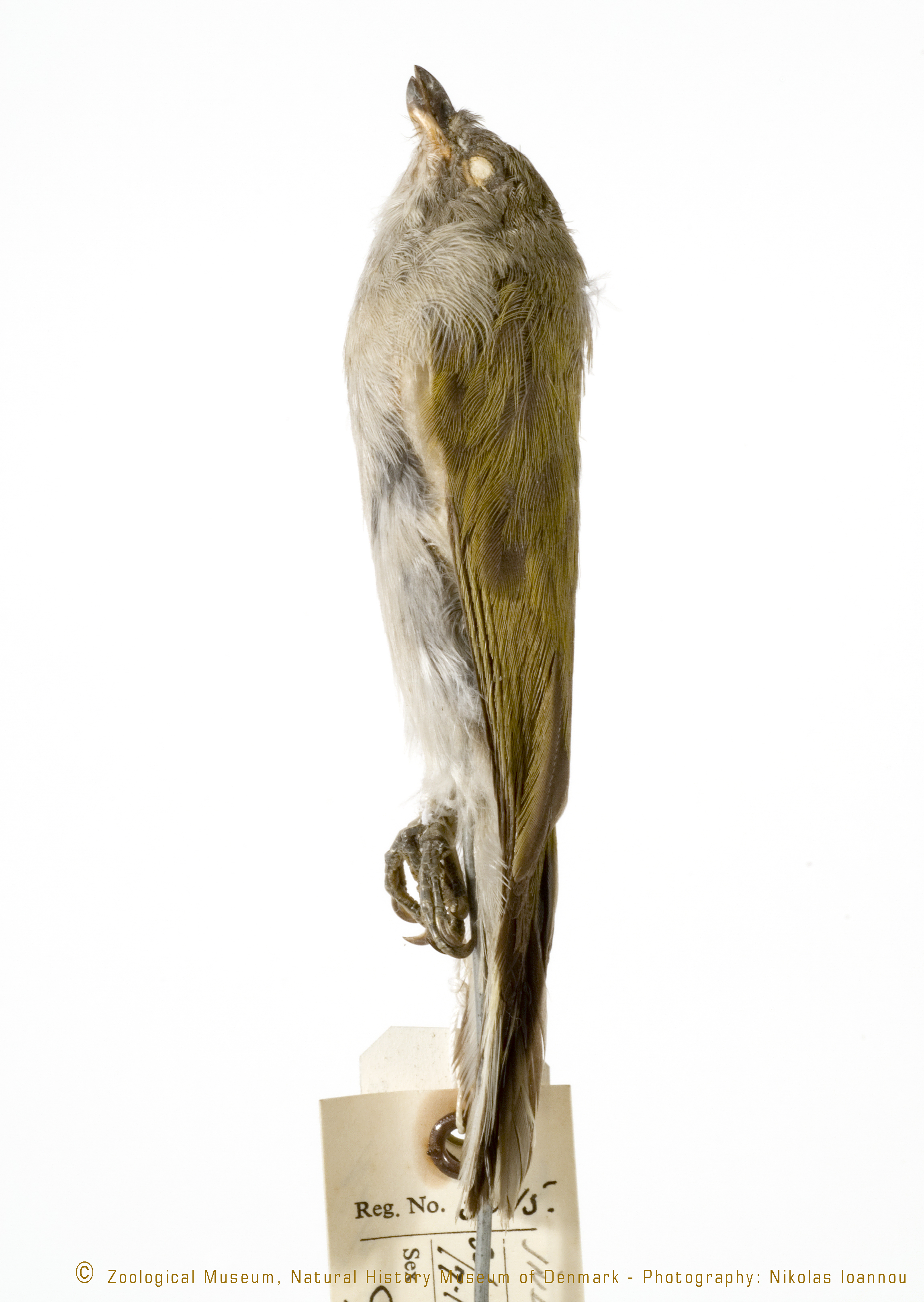 Pallid Honeyguide (Indicator meliphilus), photo 5