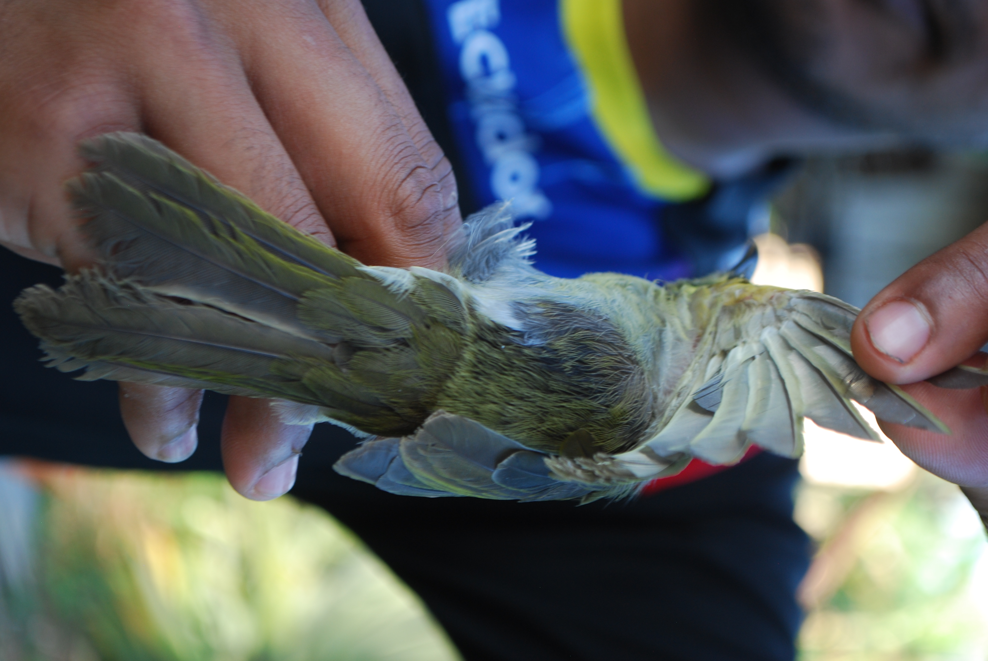 Puff-backed Honeyeater (Meliphaga aruensis), photo 10