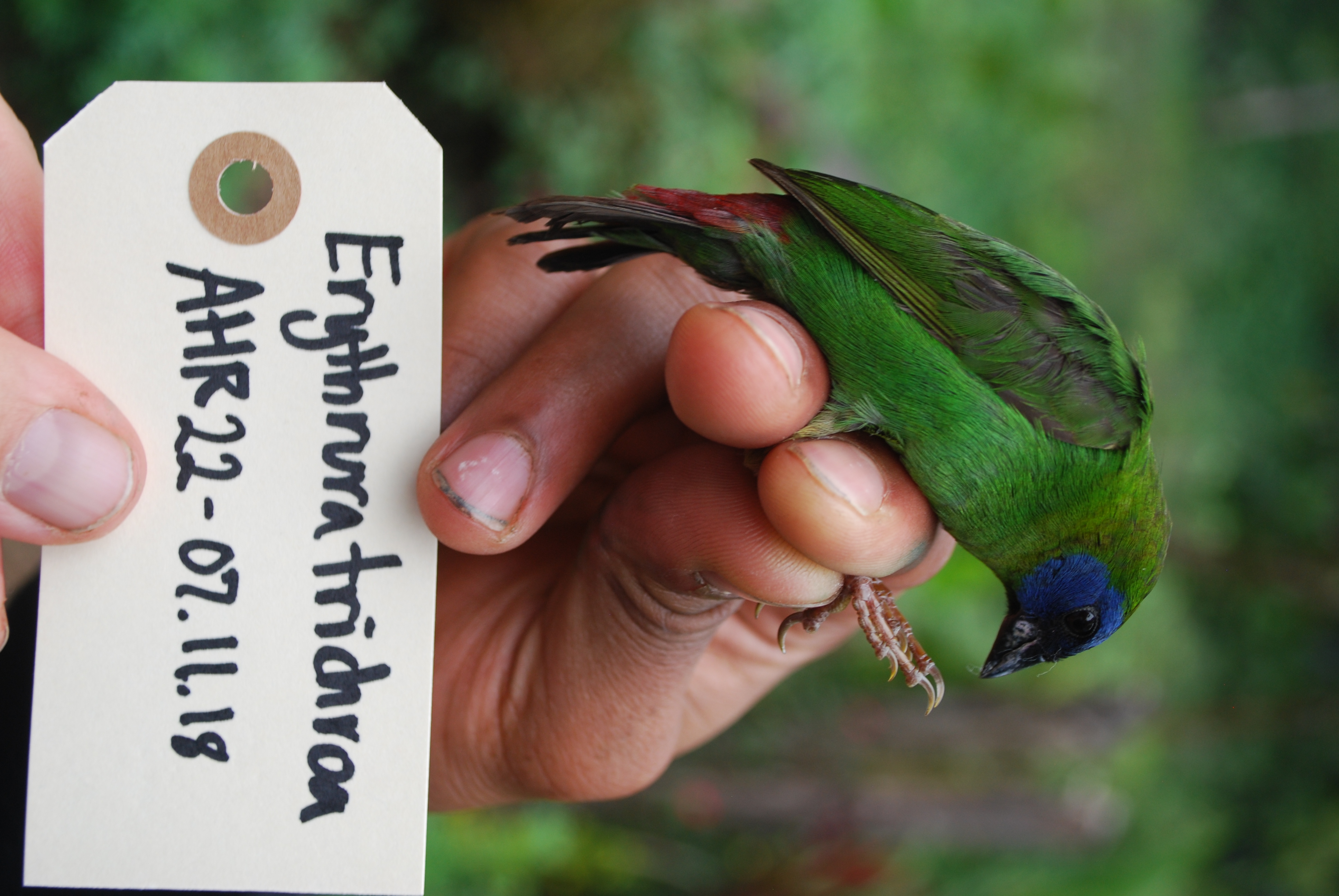 Blue-faced Parrotfinch (Erythrura trichroa), photo 4