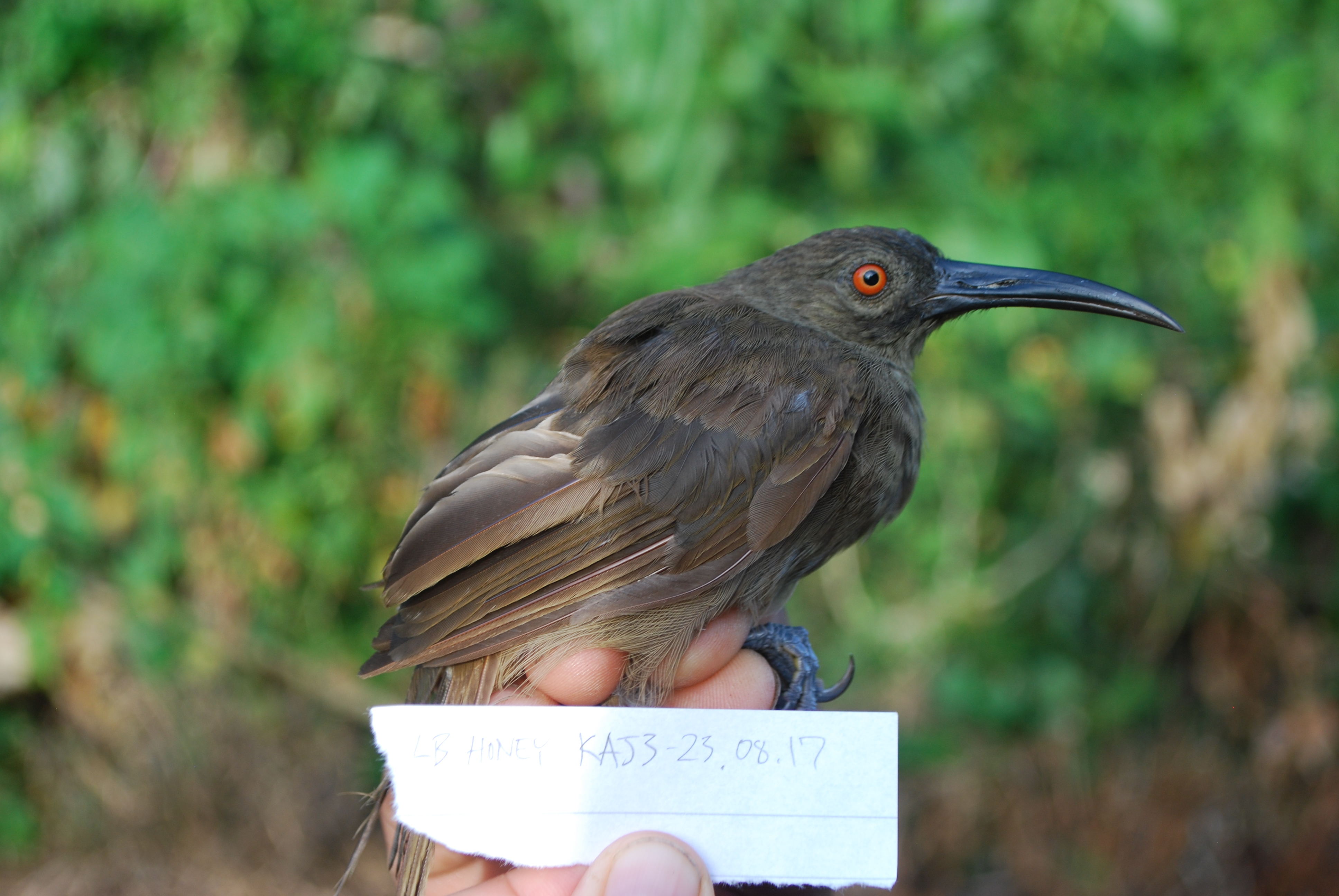 Long-billed Honeyeater (Melilestes megarhynchus), photo 9
