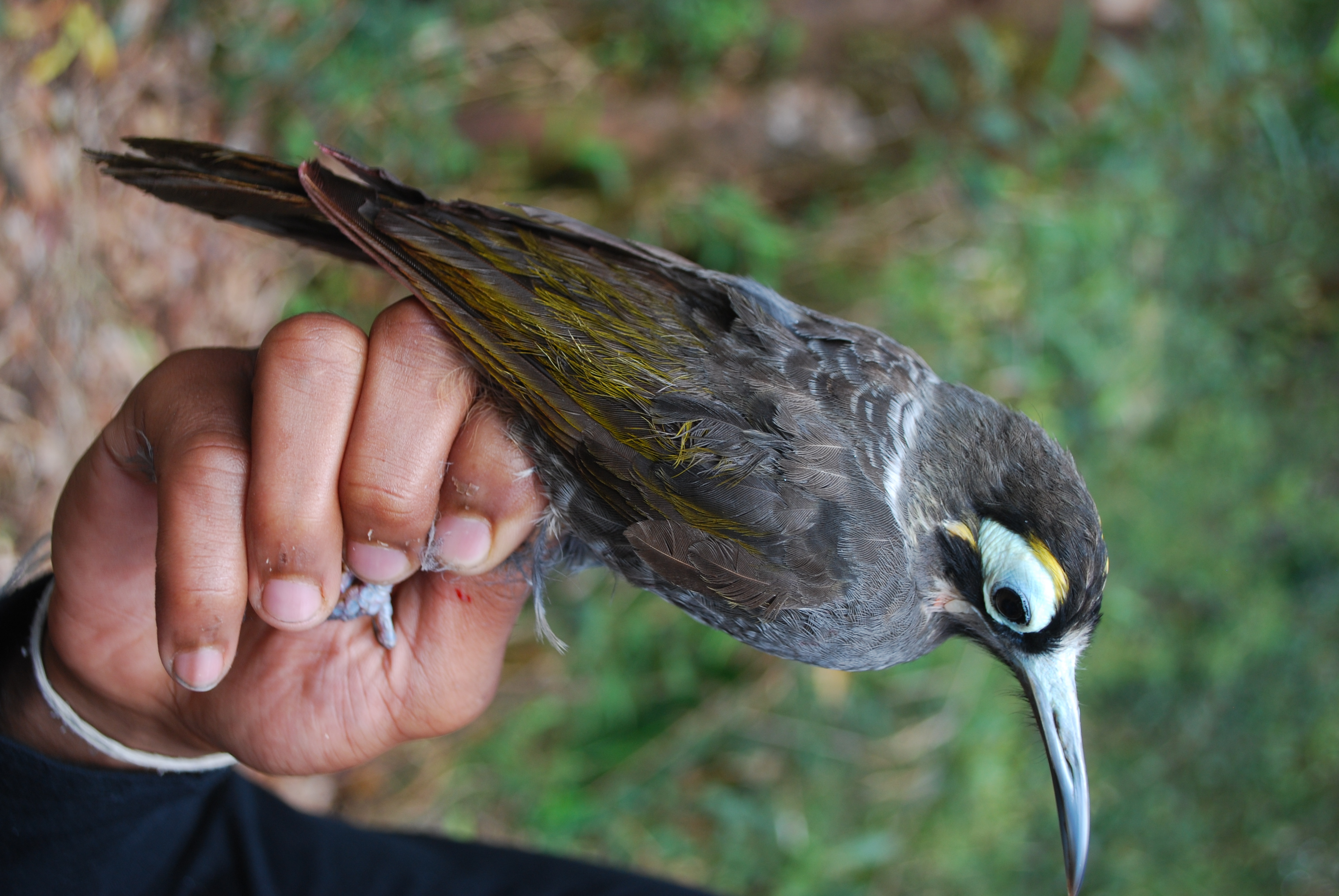 Yellow-browed Melidectes (Melidectes rufocrissalis), photo 3