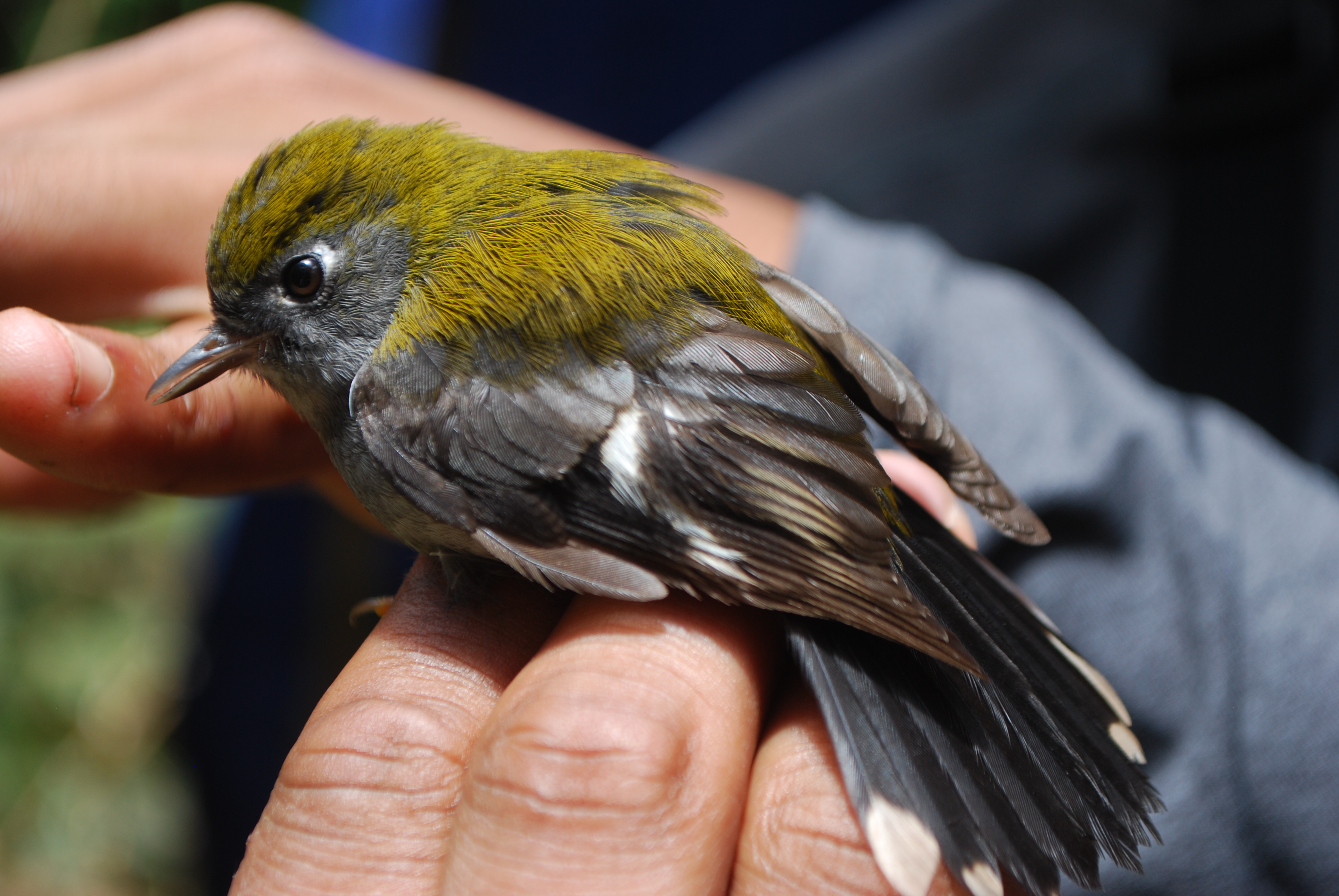 Garnet Robin (Eugerygone rubra), photo 1