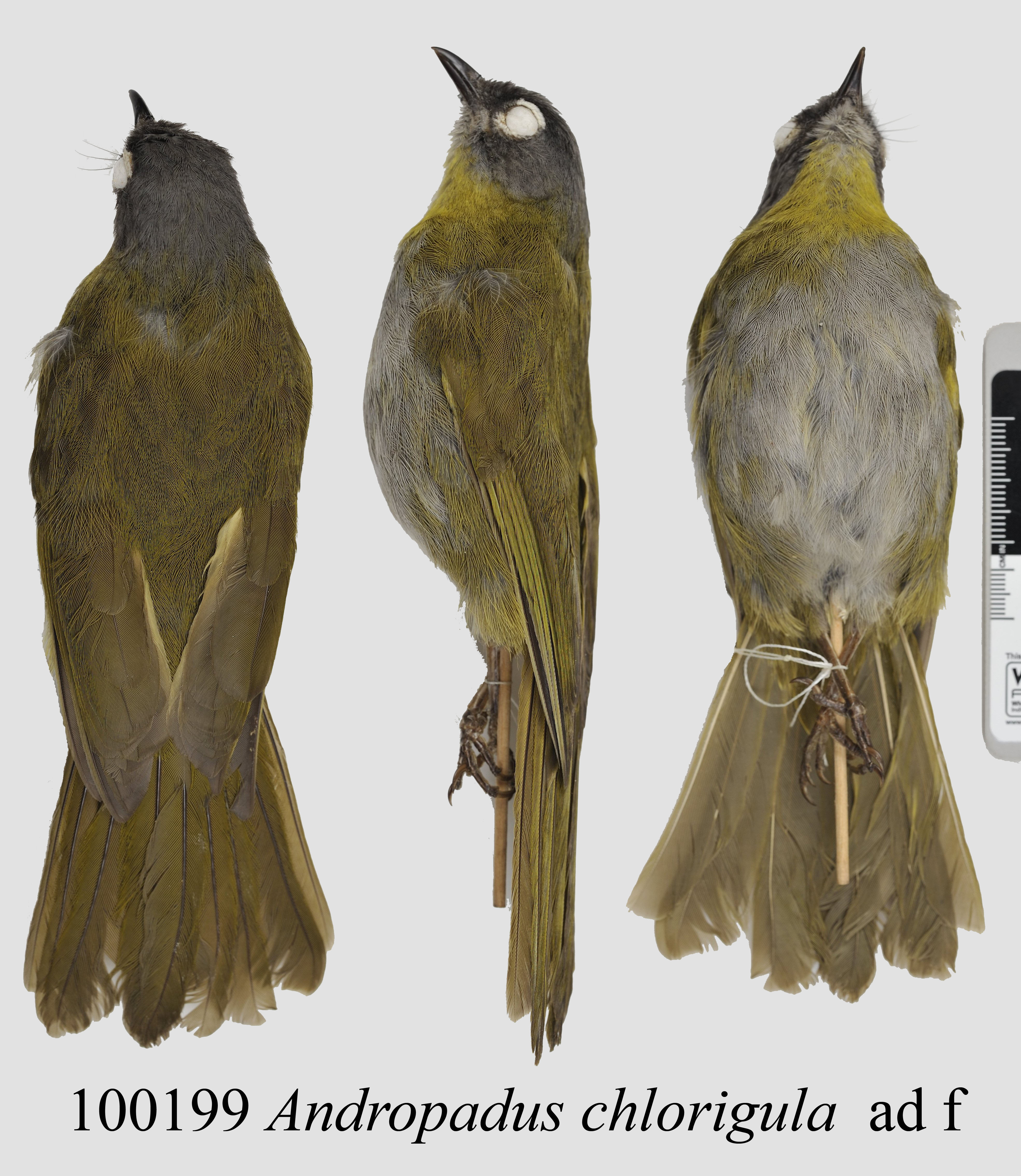 Black-browed Mountain Greenbul (Arizelocichla fusciceps), photo 10