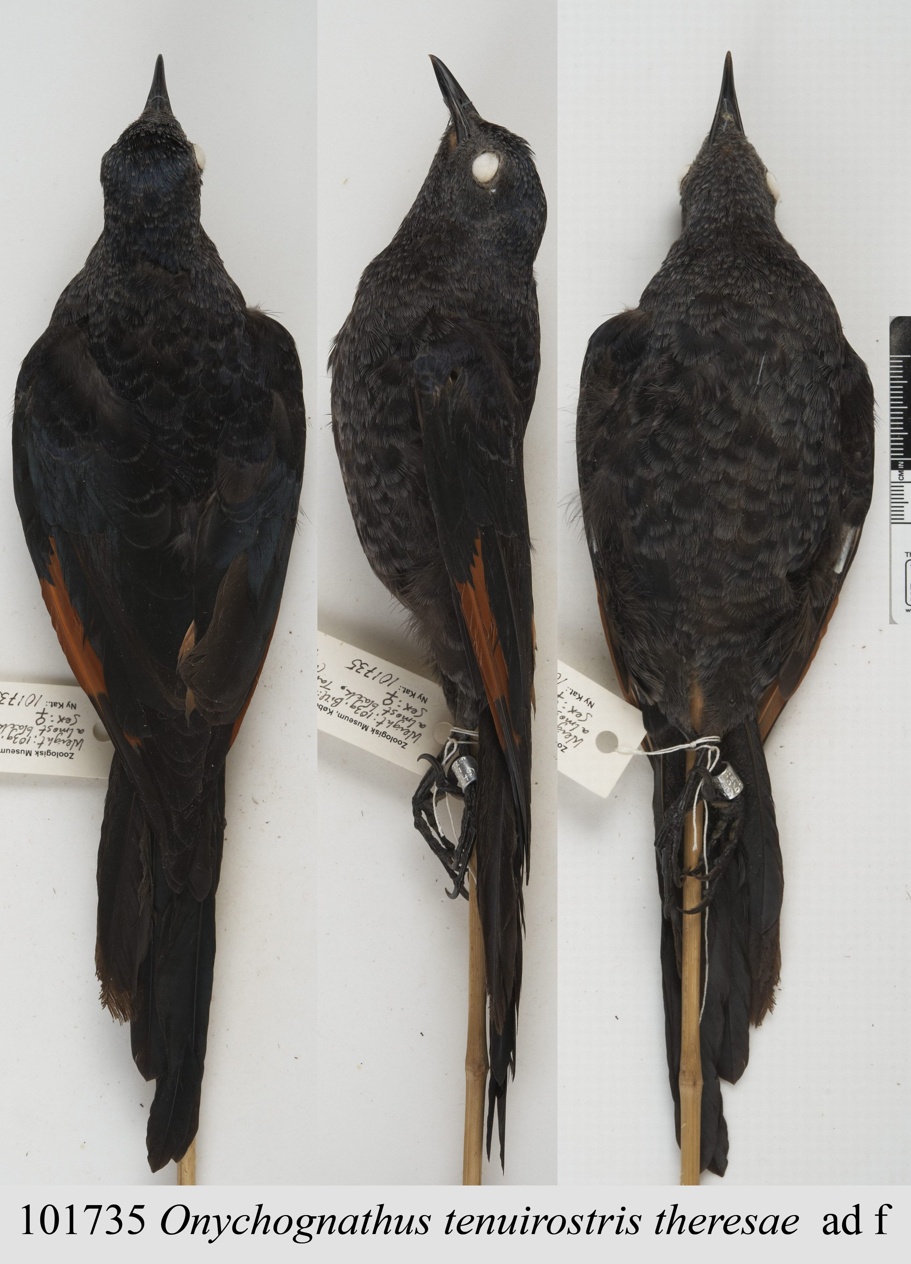 Slender-billed Starling (Onychognathus tenuirostris), photo 8