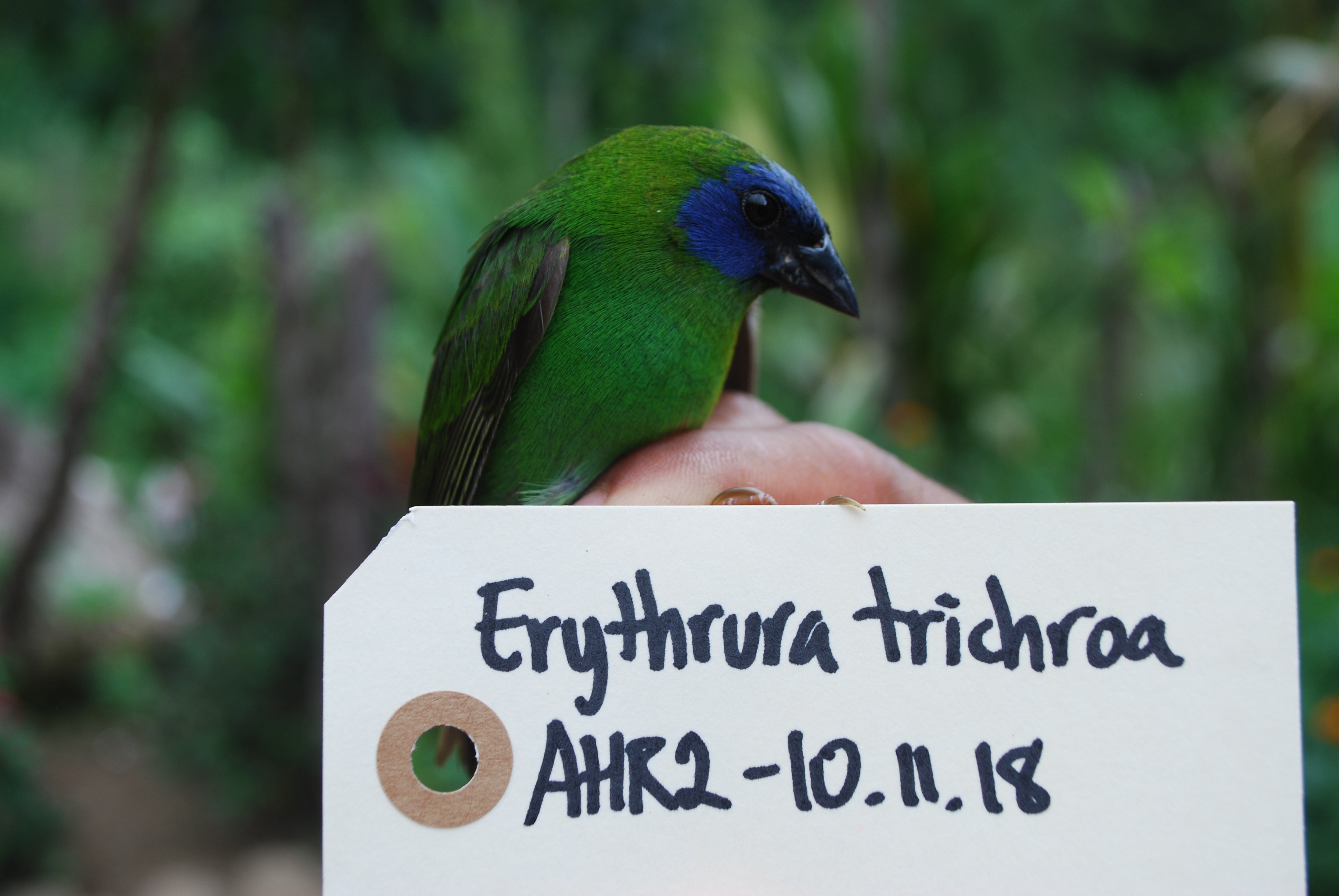 Blue-faced Parrotfinch (Erythrura trichroa), photo 6