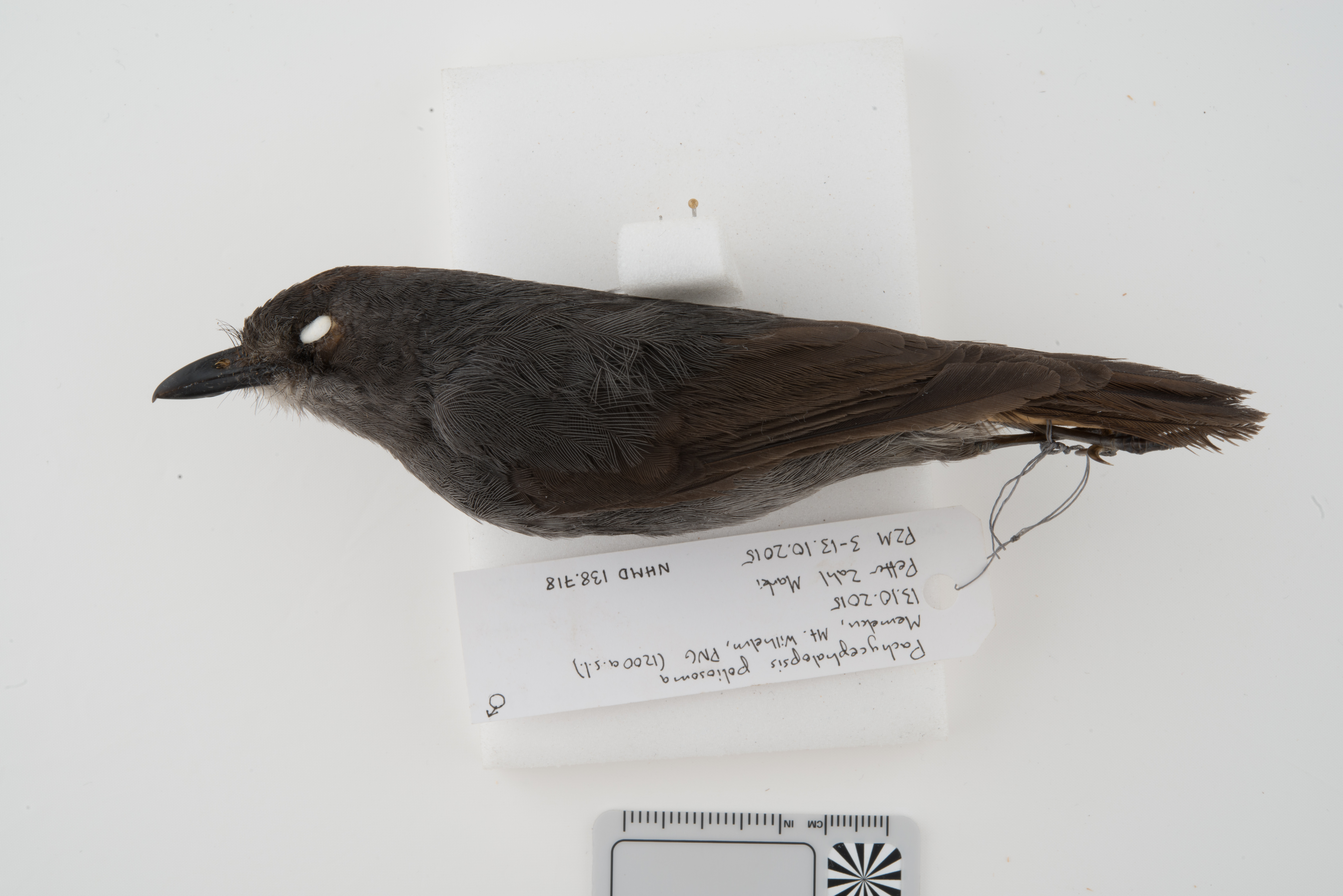 White-eyed Robin (Pachycephalopsis poliosoma), photo 3