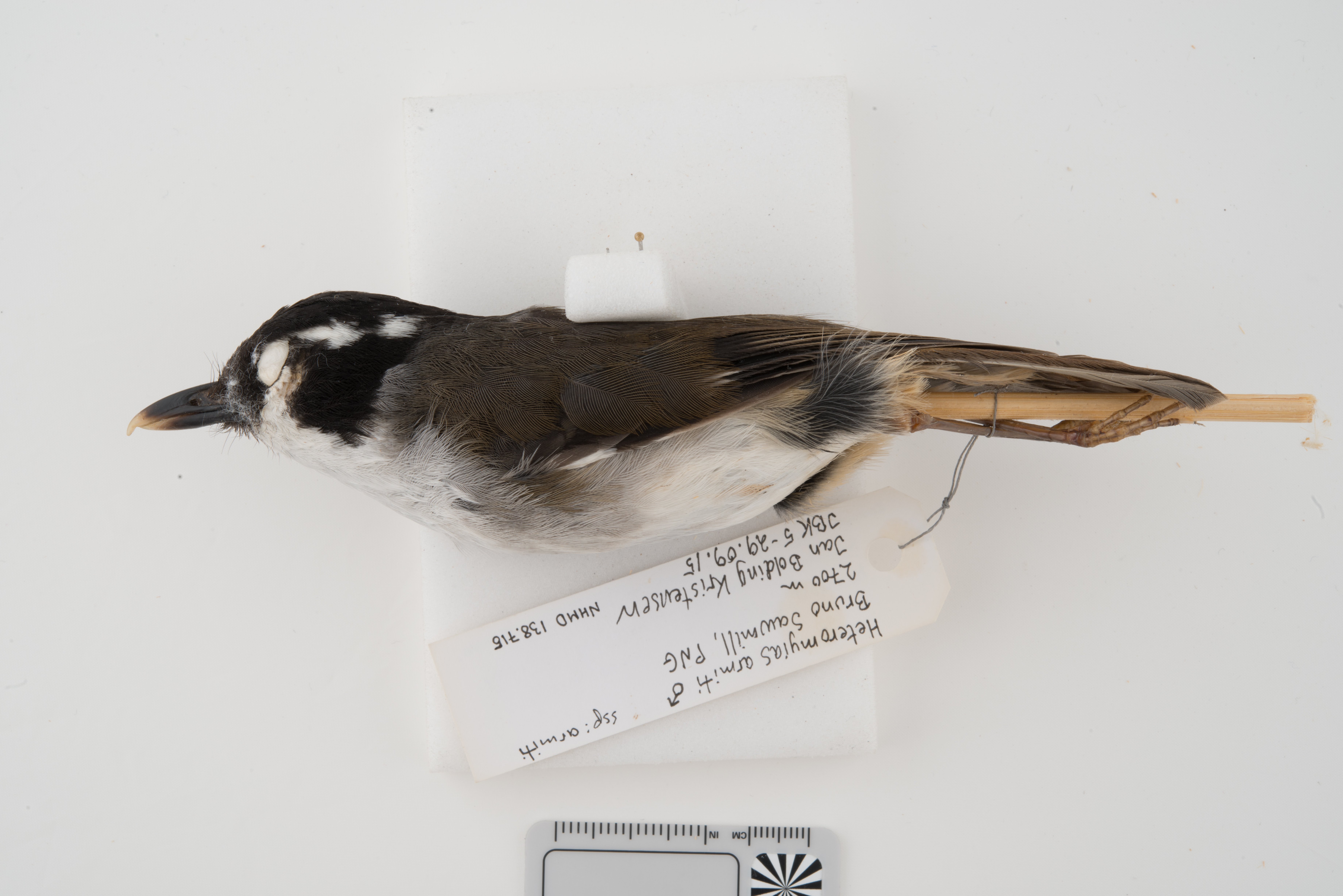 Ashy Robin (Heteromyias albispecularis), photo 6