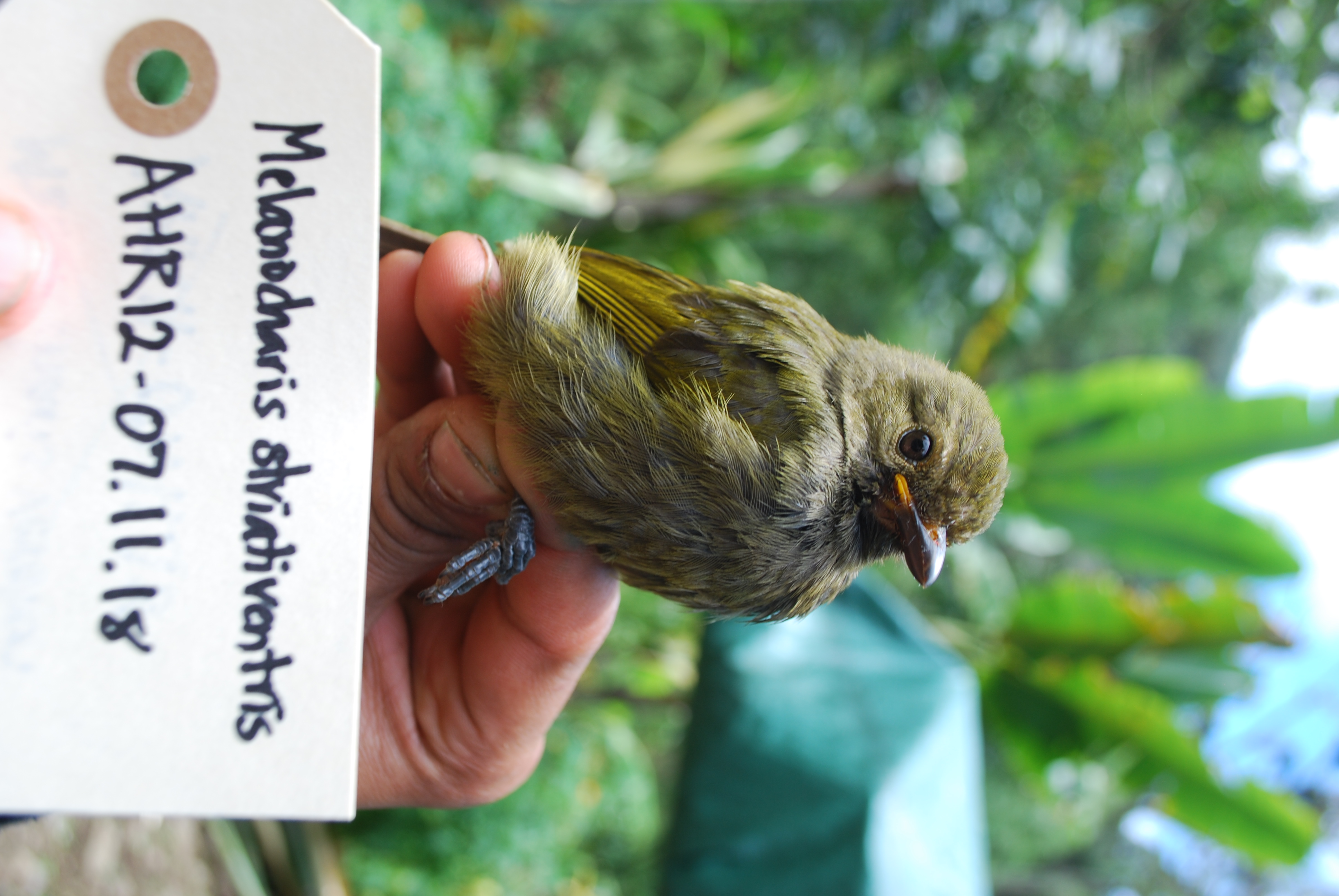 Streaked Berrypecker (Melanocharis striativentris)